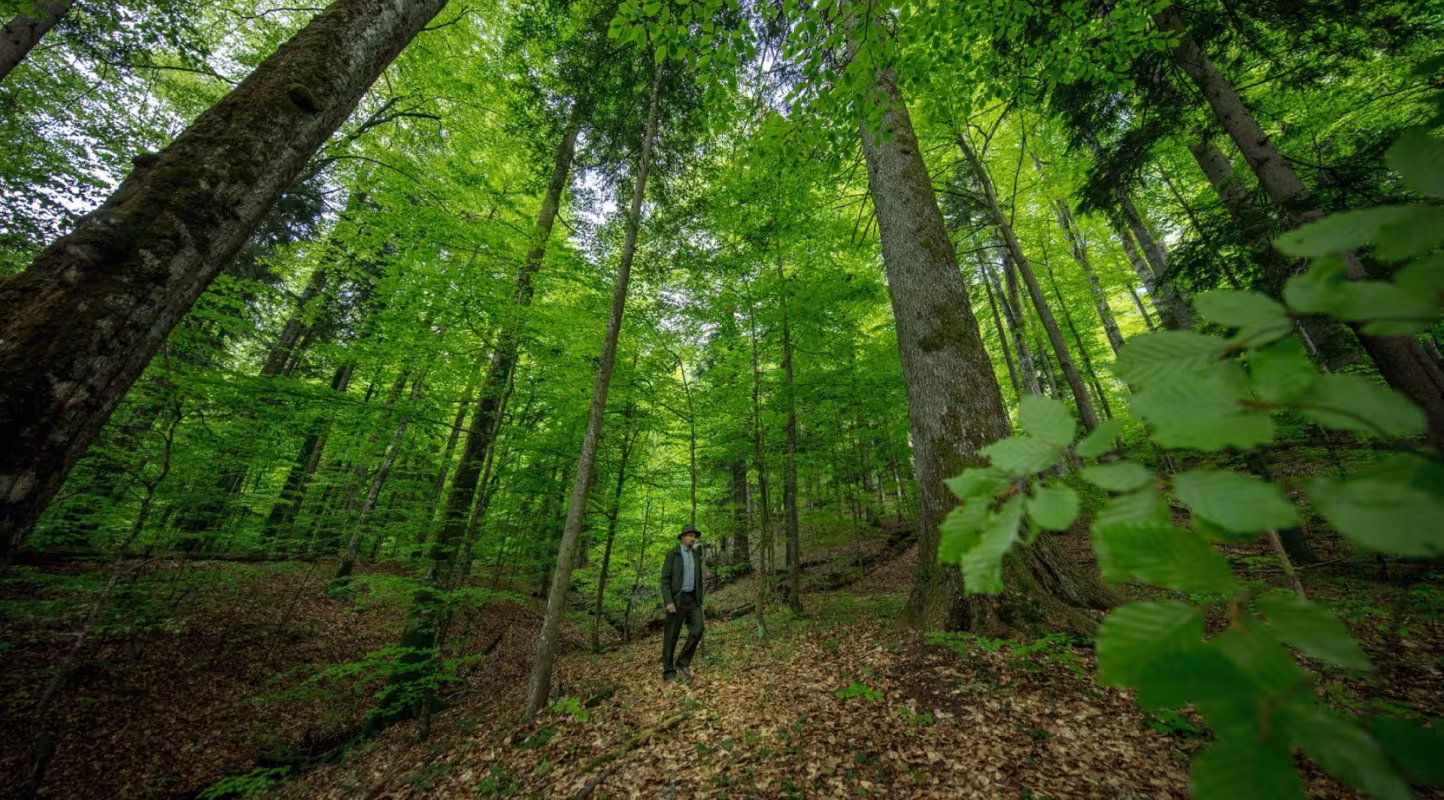 Forêt Maramures en Roumanie 
