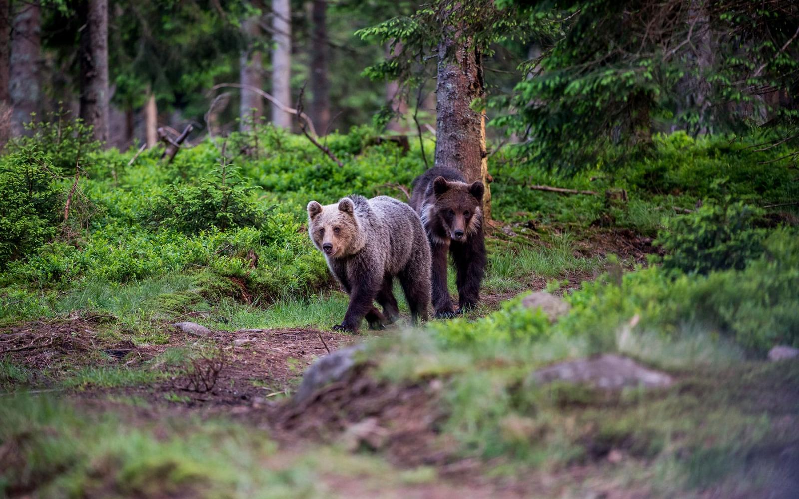 Jeunes ours bruns dans les forêts d'Europe