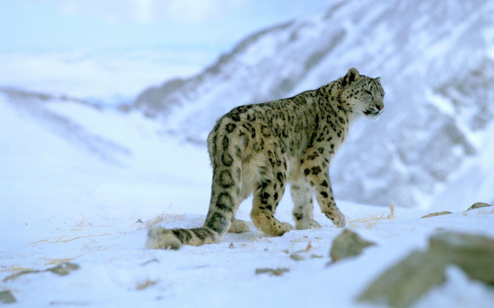 Panthère des neiges et sa longue queue