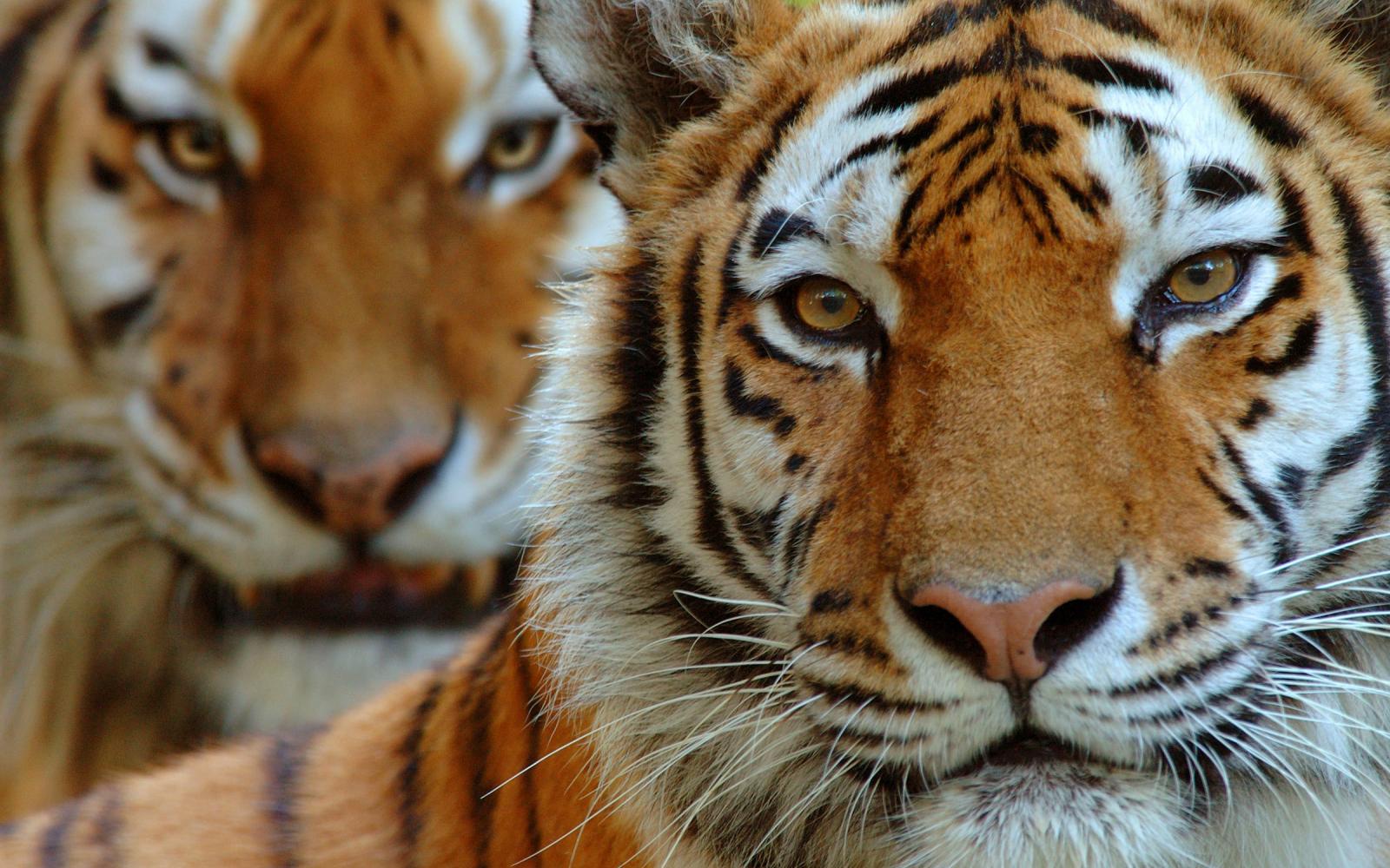 Portrait de deux tigres