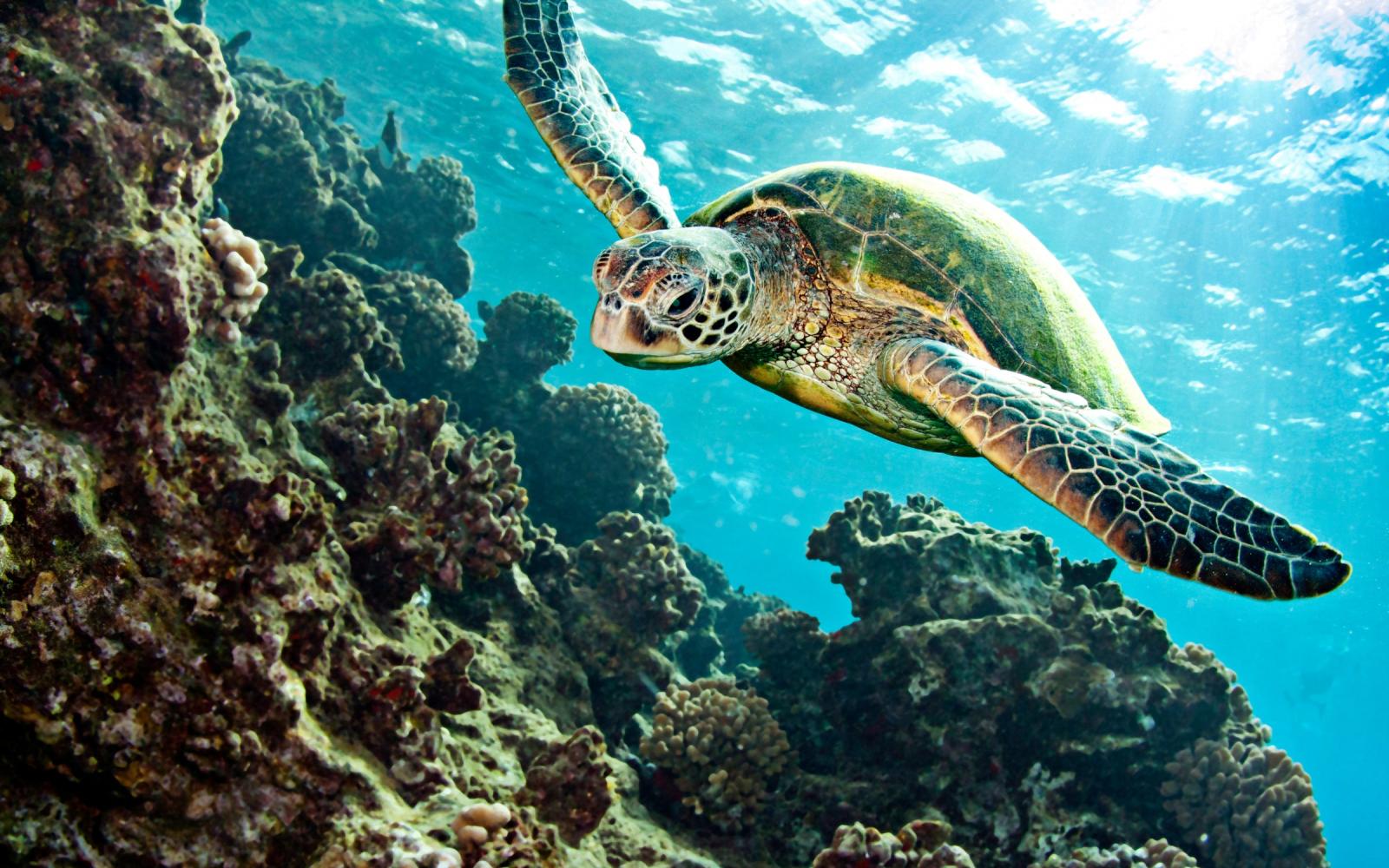 tortue marine