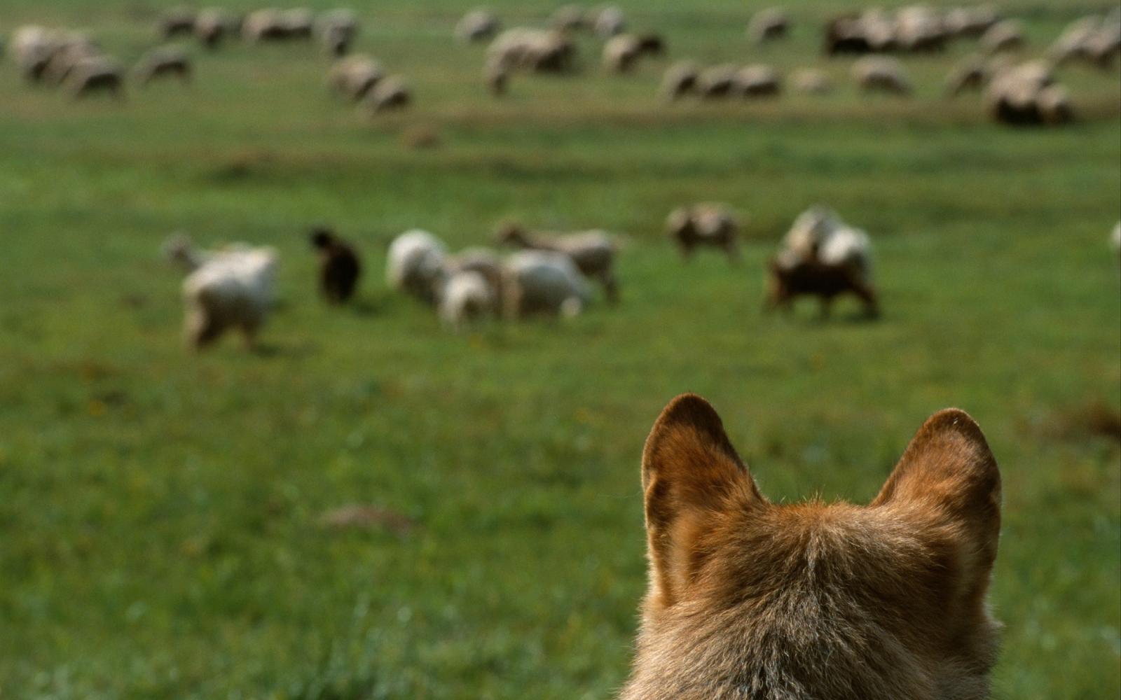 Loup européen (Canis lupus) observant des moutons, Transylvanie (Roumanie)