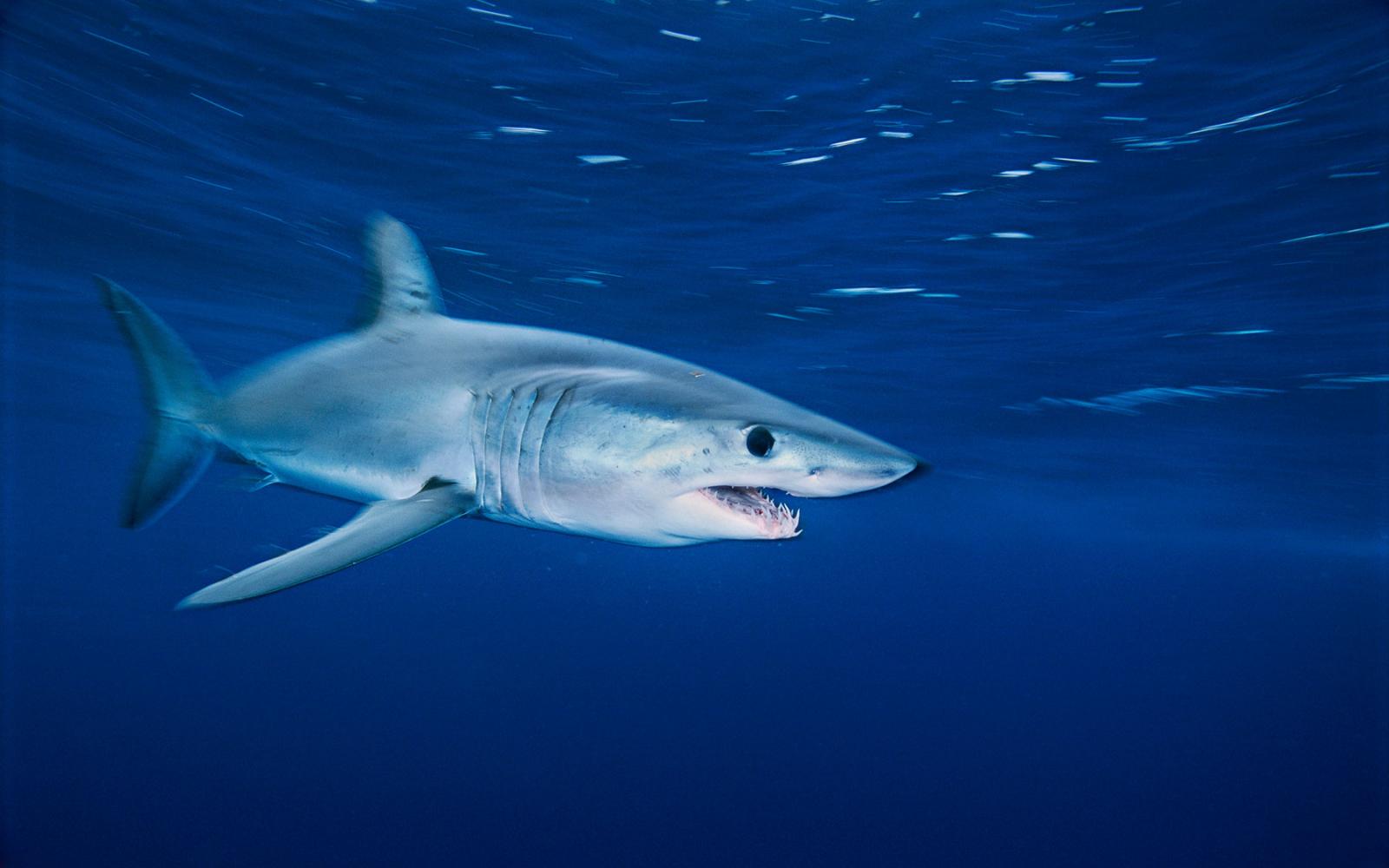 Requin mako (Isurus oxyrinchus) dans les eaux de Californie, Etats-Unis