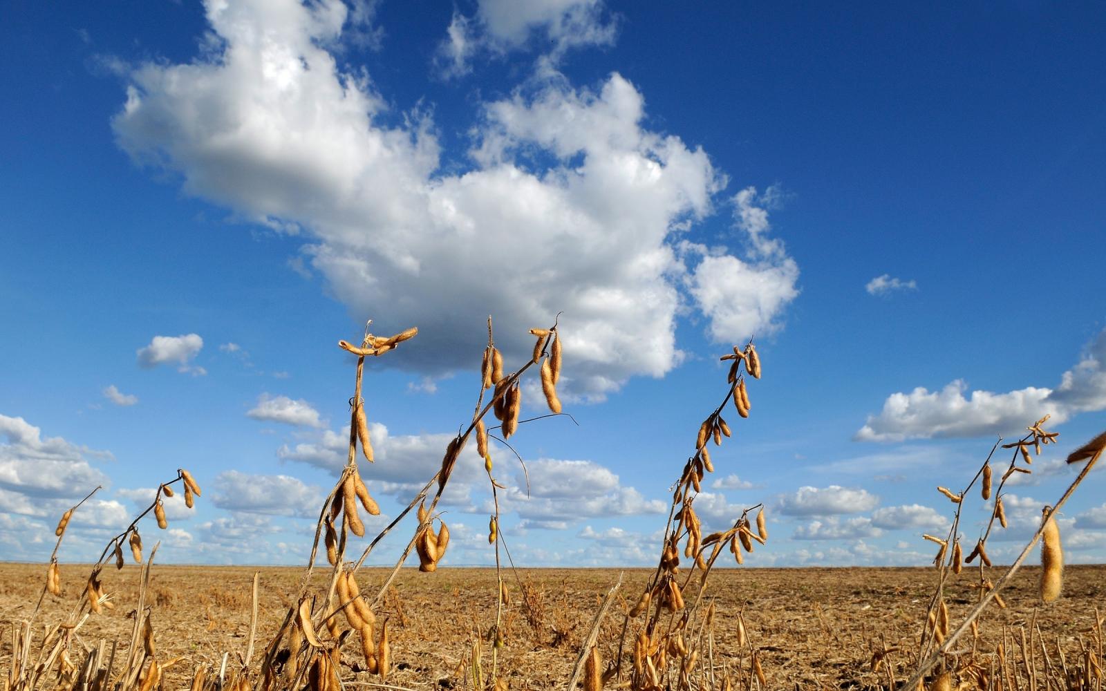 Monoculture du soja dans le Cerrado, Barreiras