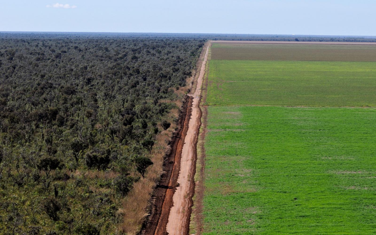 Vue aérienne des cultures de soja dans le Cerrado