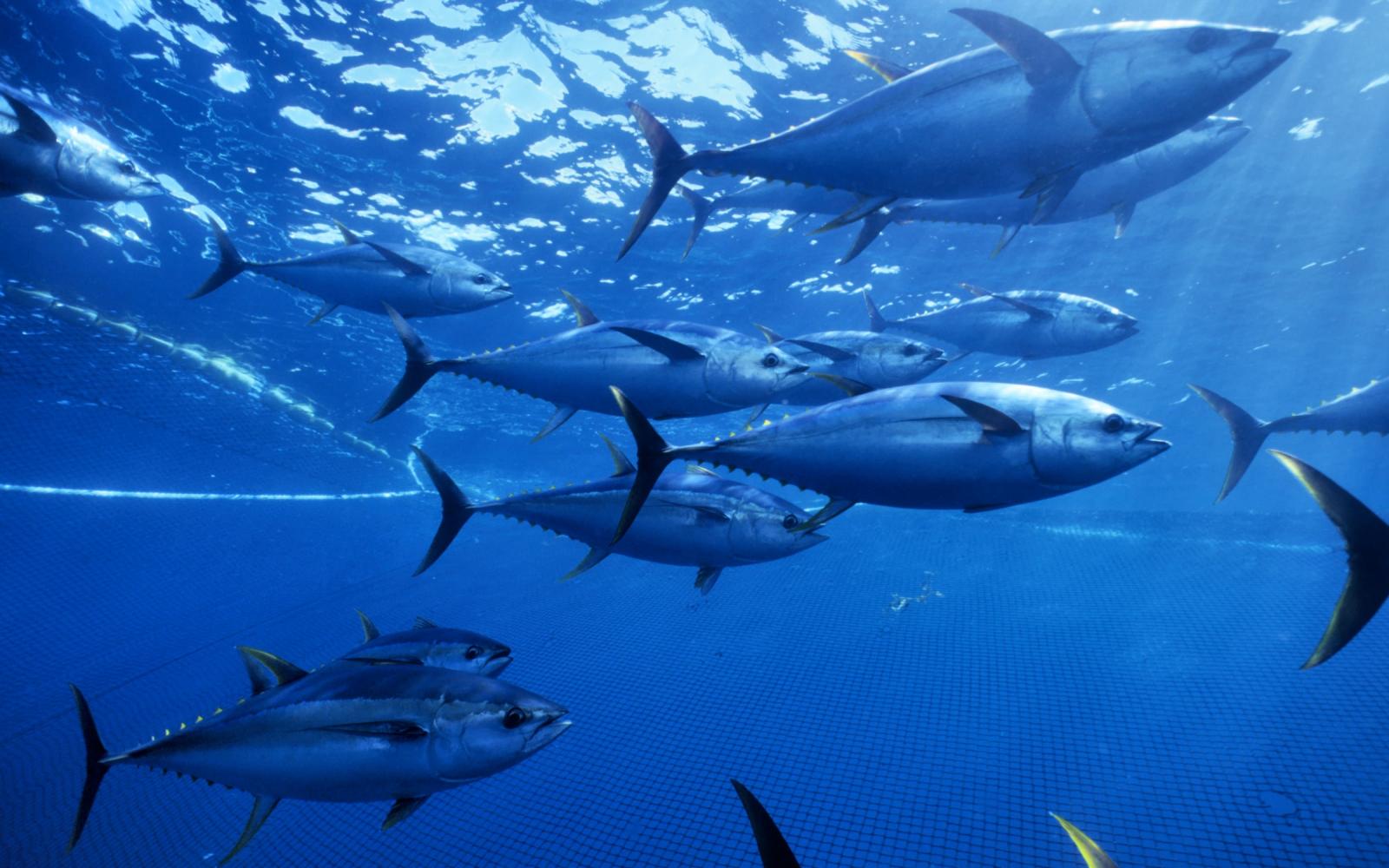 Banc de thons jaunes (Thunnus albacares), Océan Pacifique (Mexique)