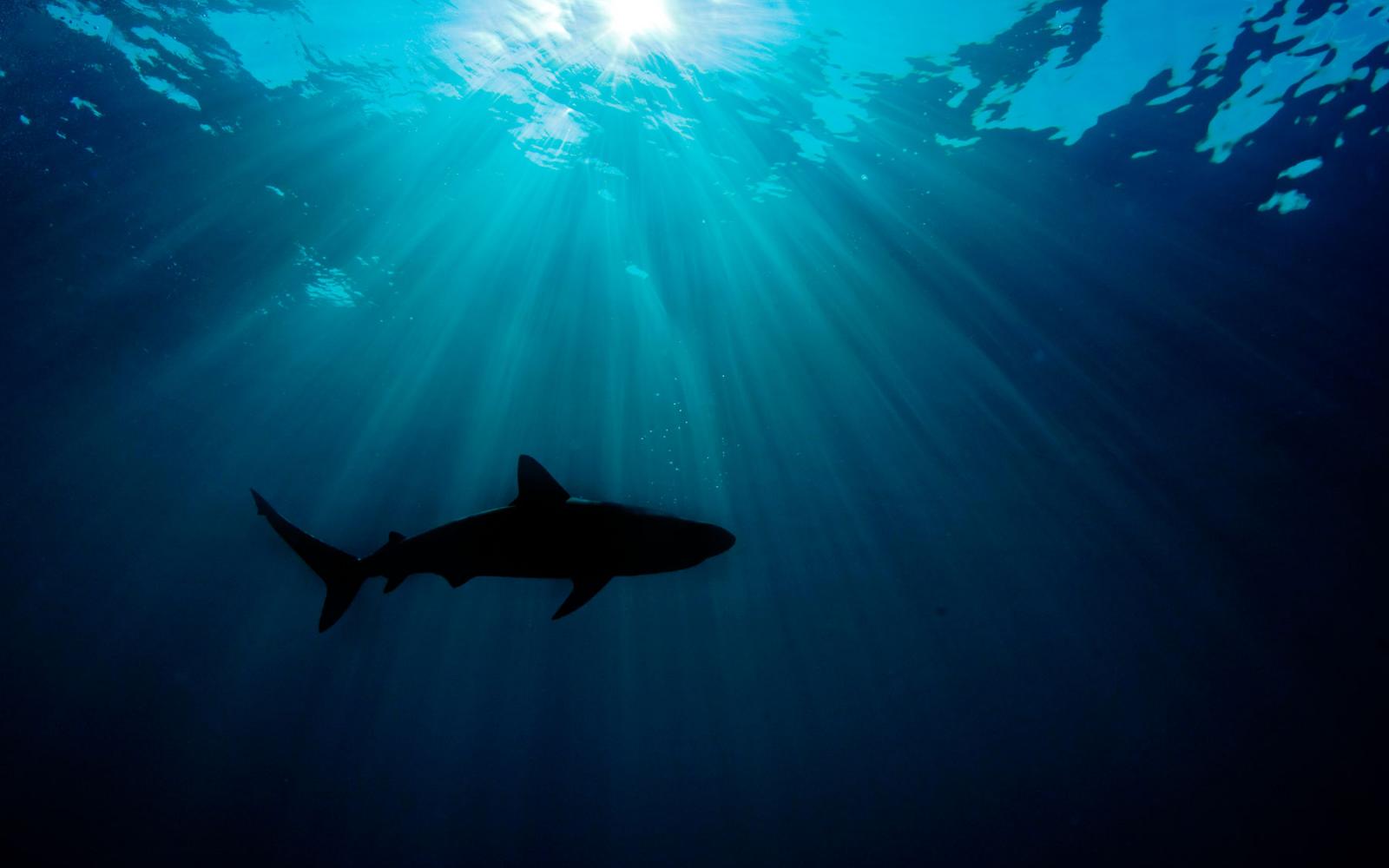 Silhouette de Carcharhinus perezi ou requin de récif, Bahamas, Océan Atlantique