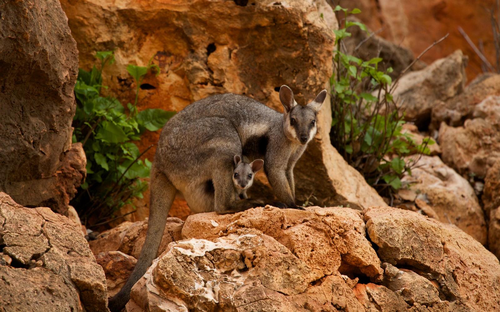 Wallabies des rochers (Petrogale lateralis), Australie occidentale