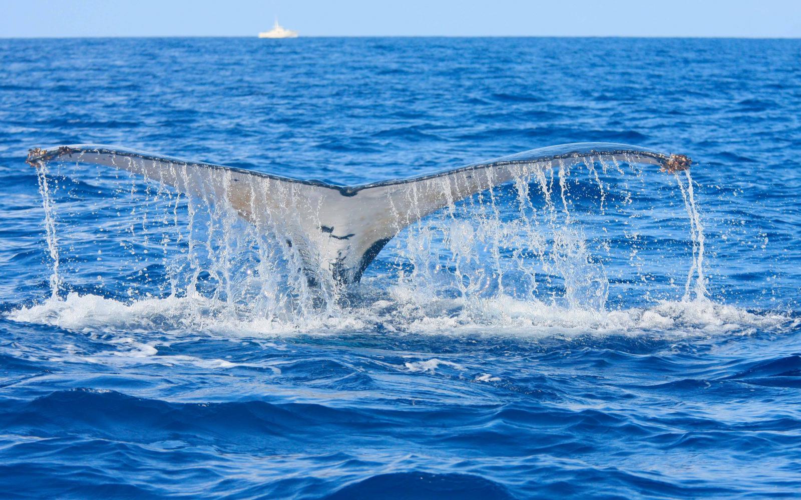 Nageoire d'une baleine à bosse (Megaptera novaeangliae) en Nouvelle-Calédonie