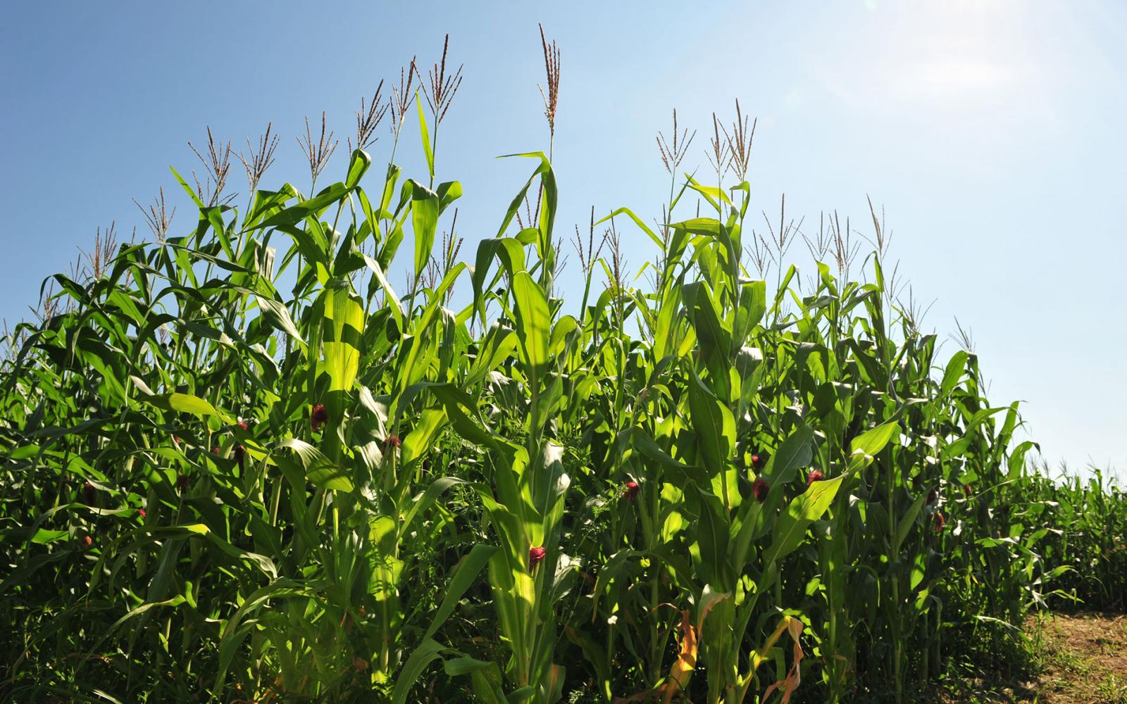 Champs de culture de maïs (Zea mays) dans le sud de l'Ontario, Canada