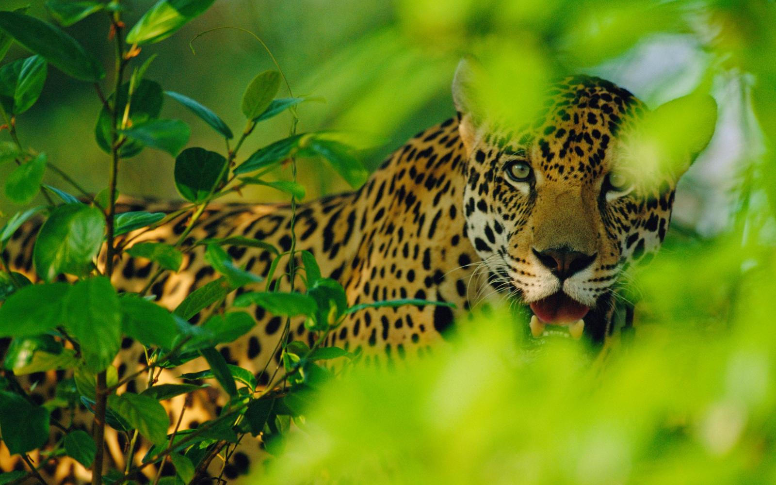 Jaguar en captivité au Brésil