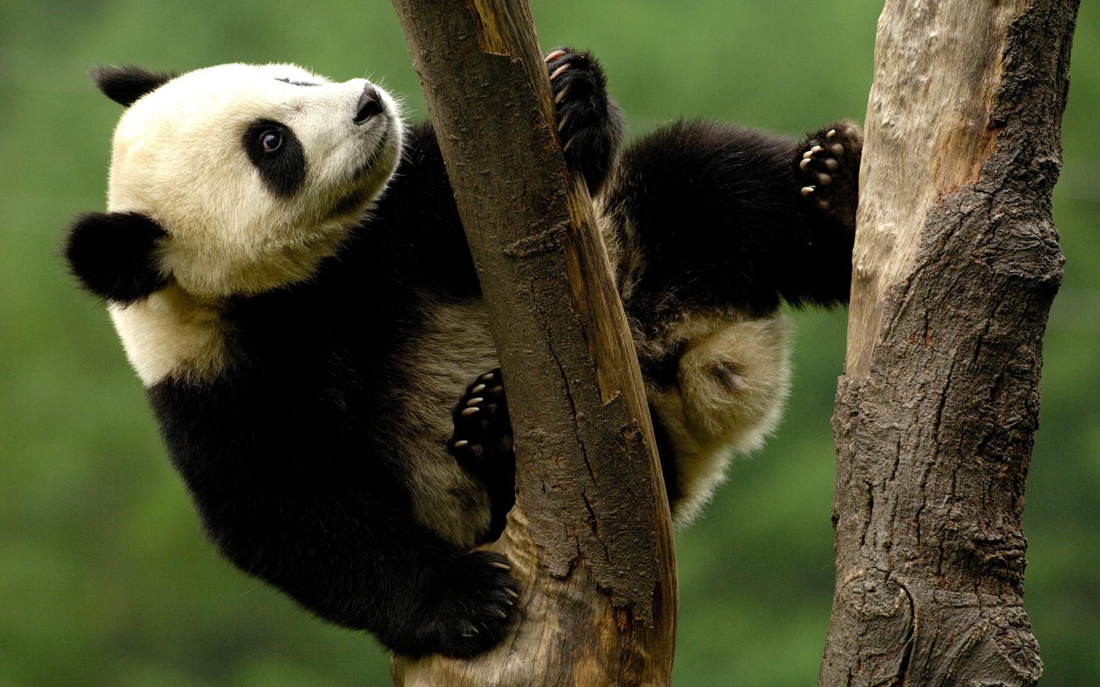 Jeune pandas géant grimpant à un arbre dans le Sichuan 