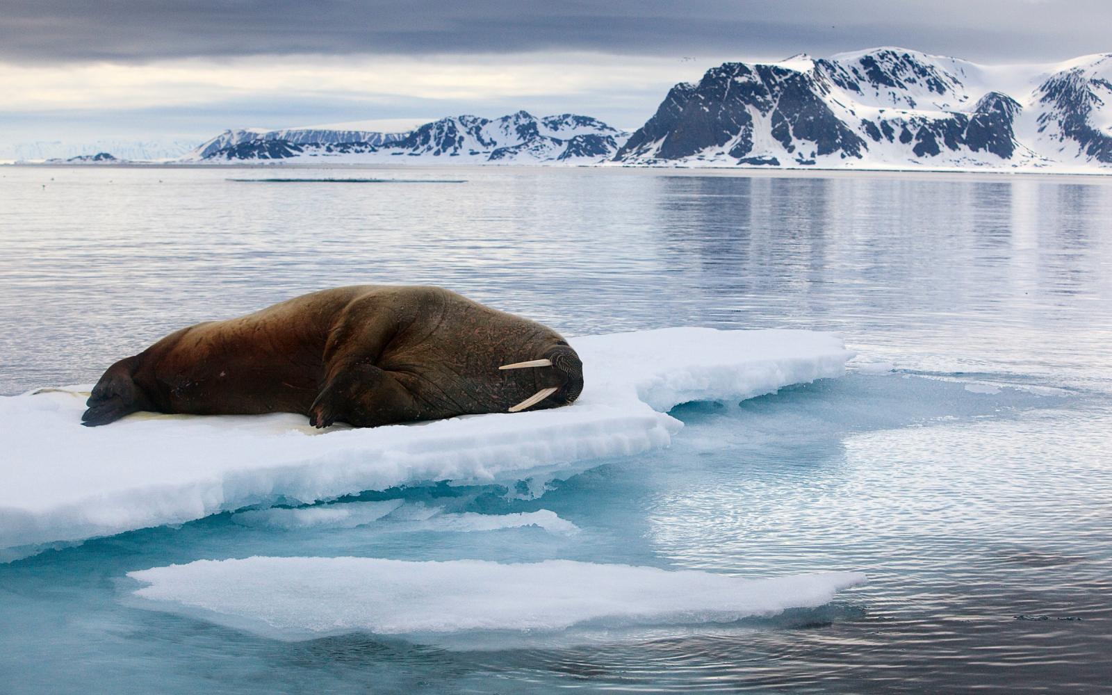 Morse (Odobenus rosmarus) allongé sur la glace (Norvège)