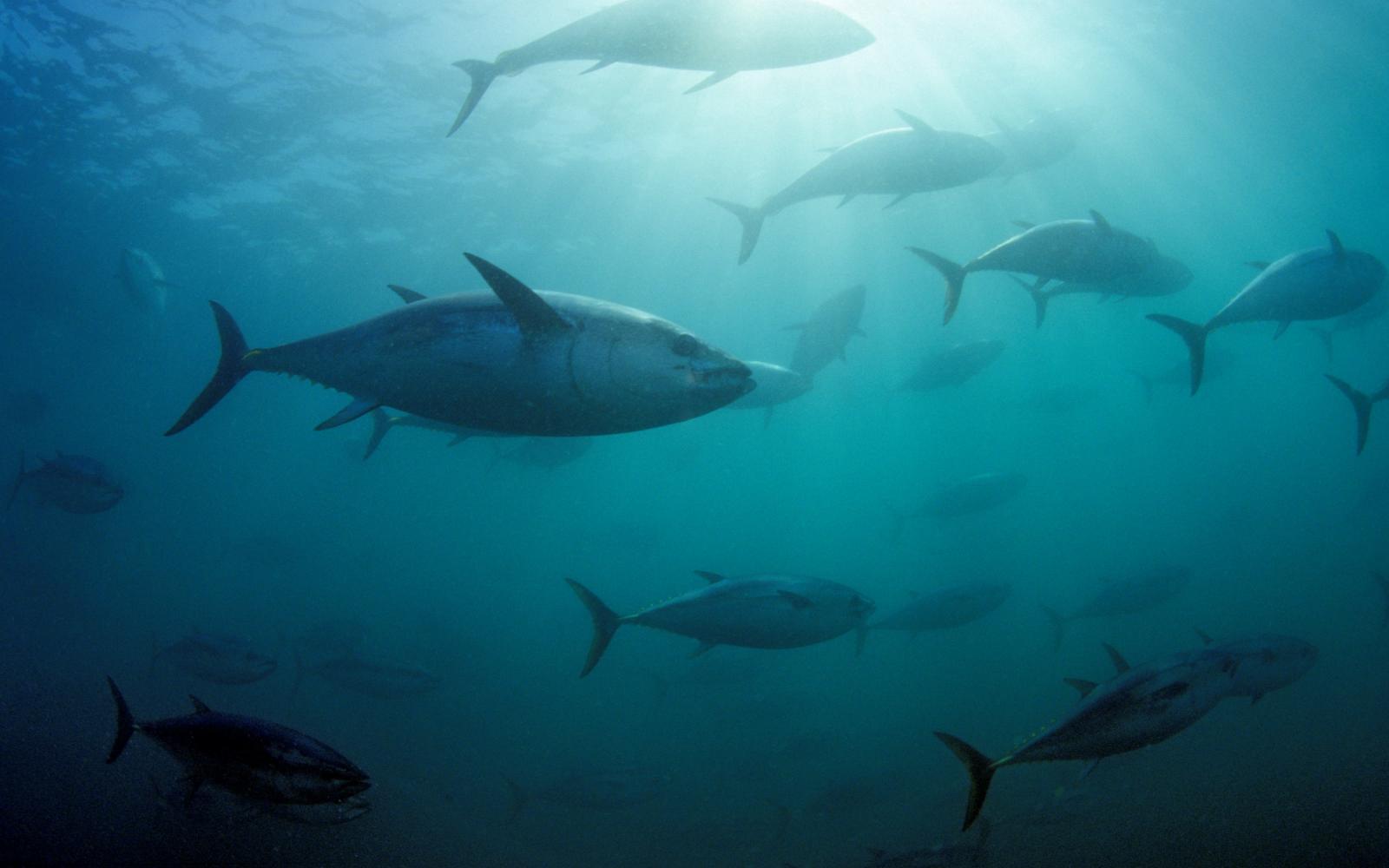 Thon rouge du Sud (Thunnus maccoyii) près de l'Australie