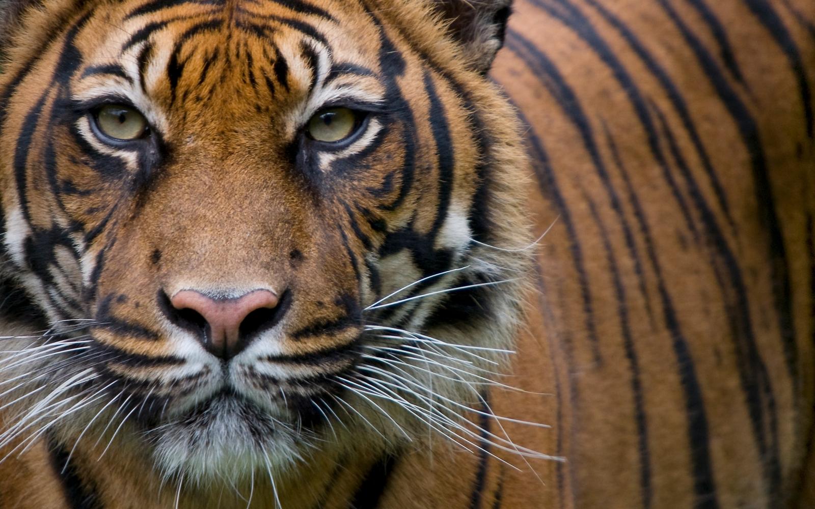 Portrait d'un tigre de Sumatra (Panthera tigris sumatrae) 
