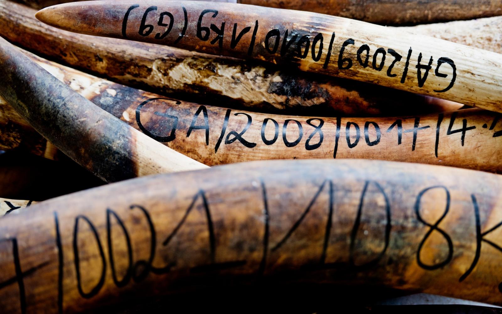 Défense d’éléphants braconnés interceptées par des patrouilleurs anti-braconnage au Gabon