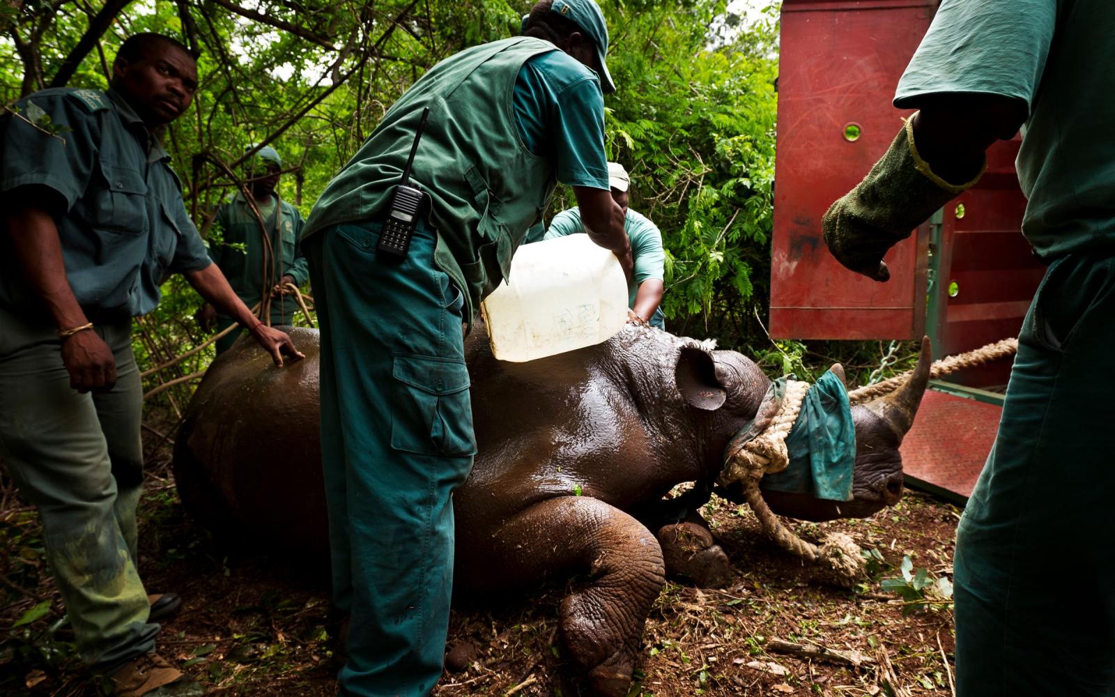 Capture d'un rhinocéros noir avant sa relocalistation