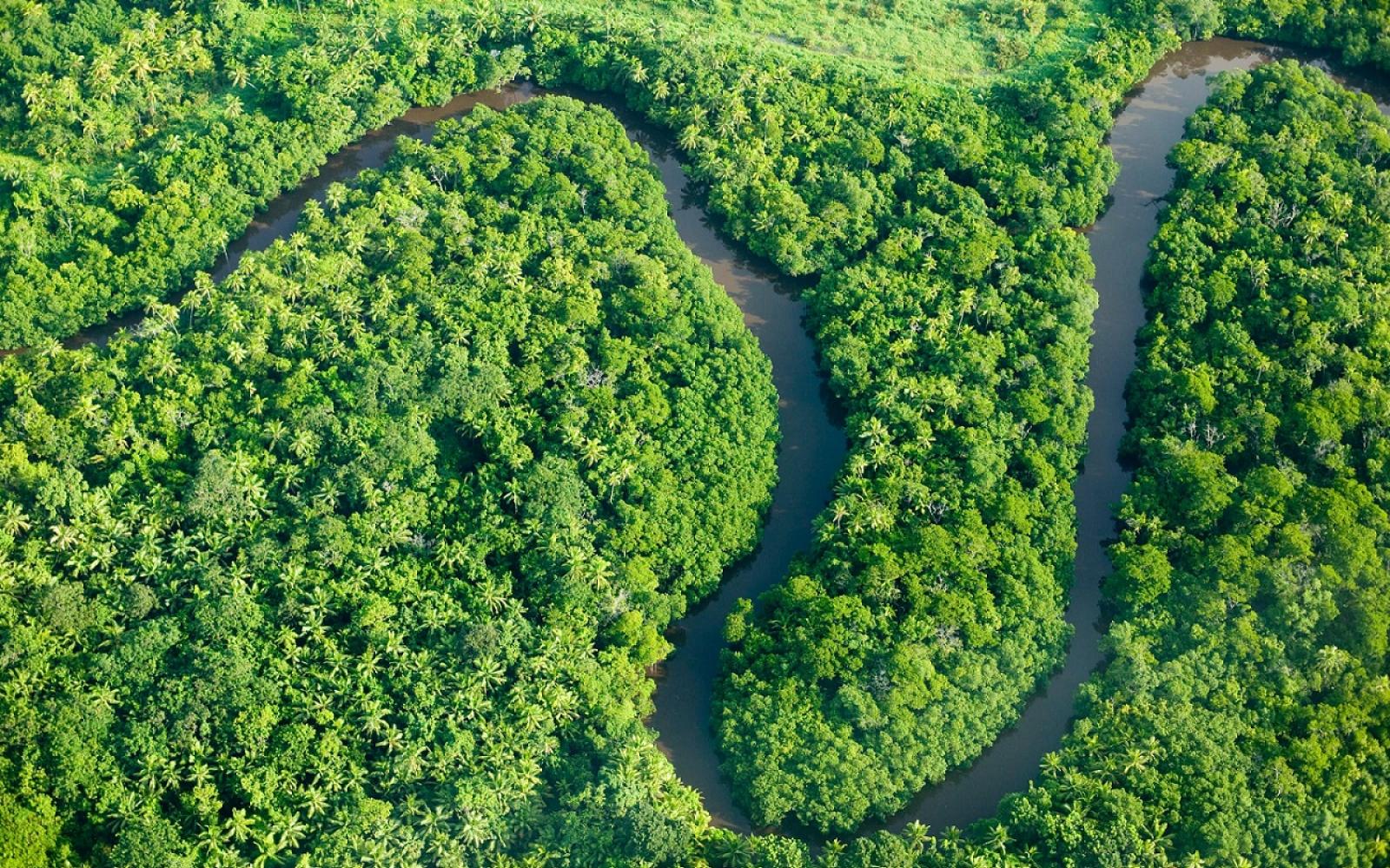 Forêt fidjienne vue du ciel