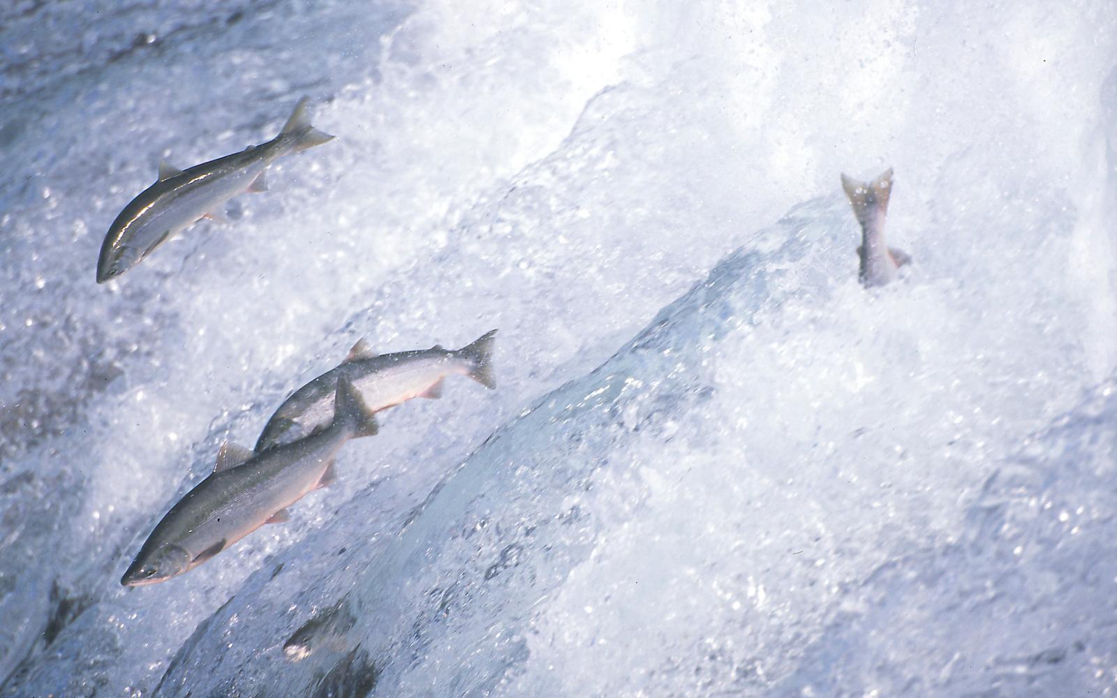 Saumons rouges dans le Parc National Katmai