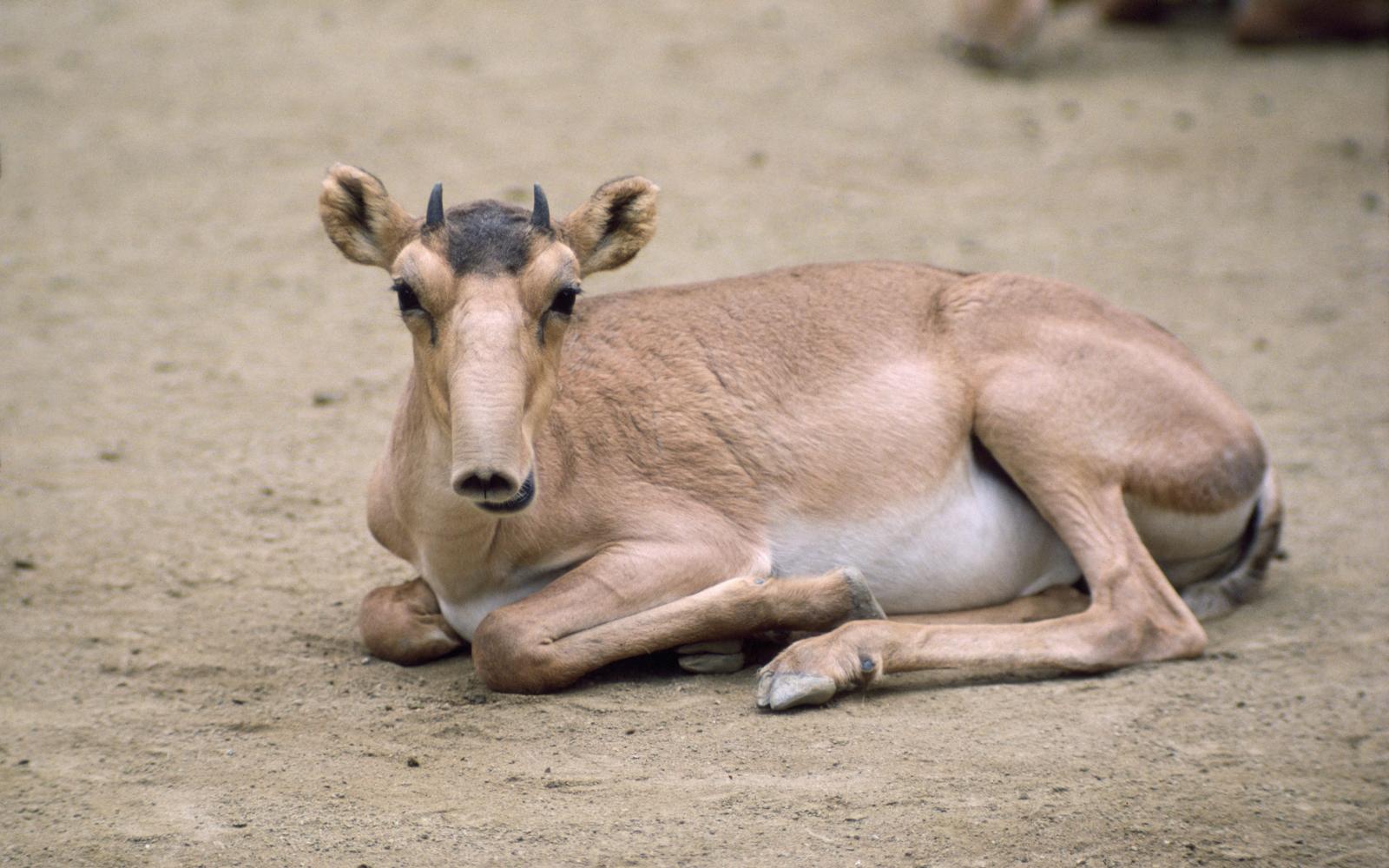 Antilope saïga dans le désert du Gobi (Mongolie)