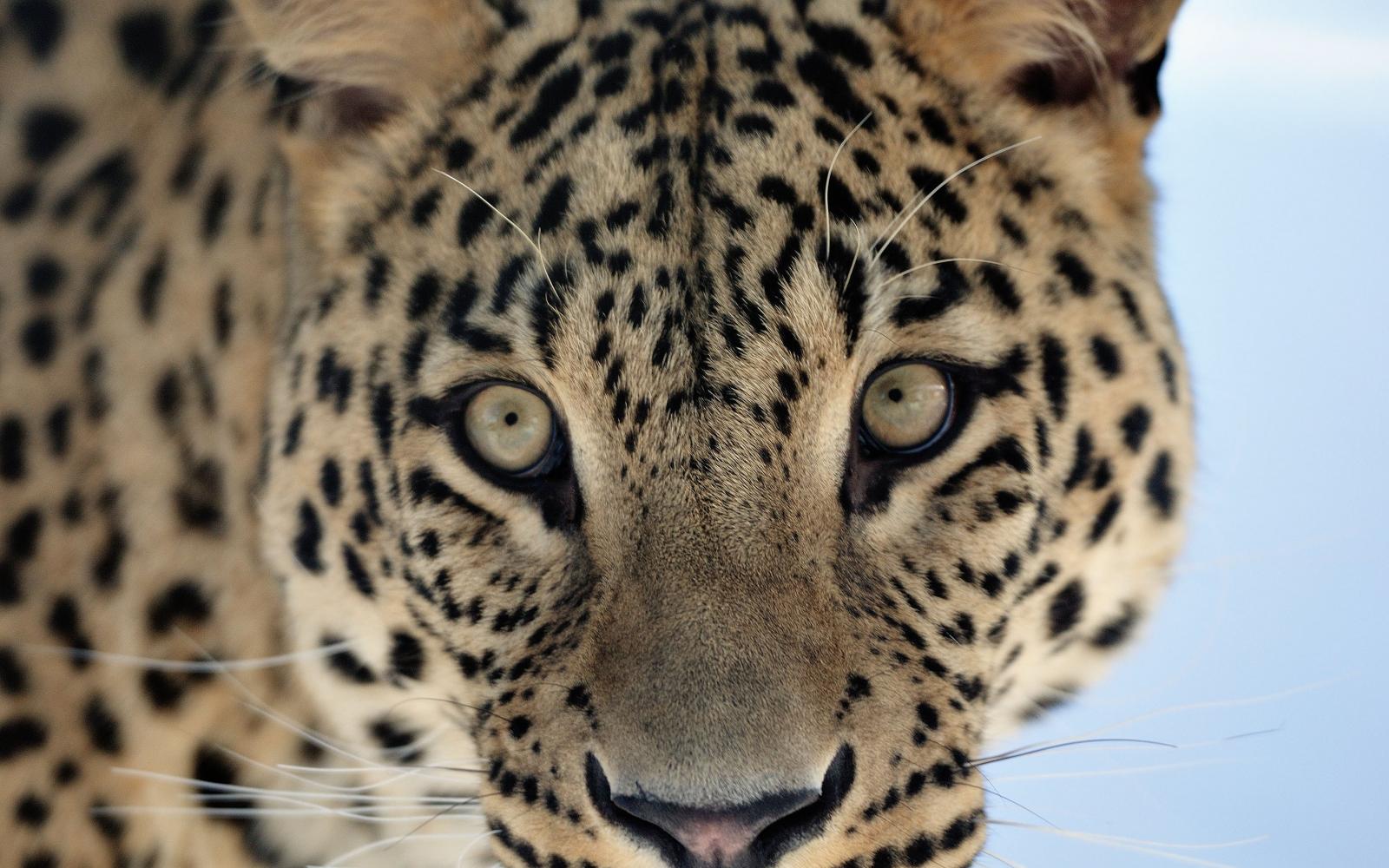 Portrait d'une panthère de Perse (Panthera pardus saxicolor)