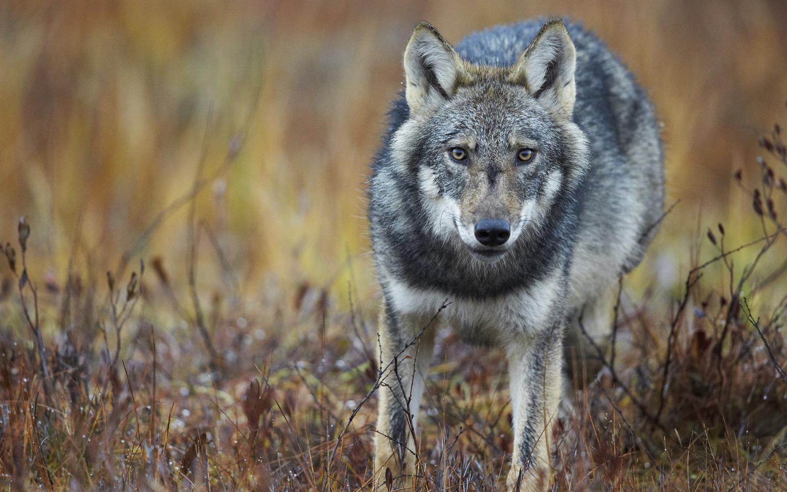 Loup commun dans une tourbière en Finlande orientale