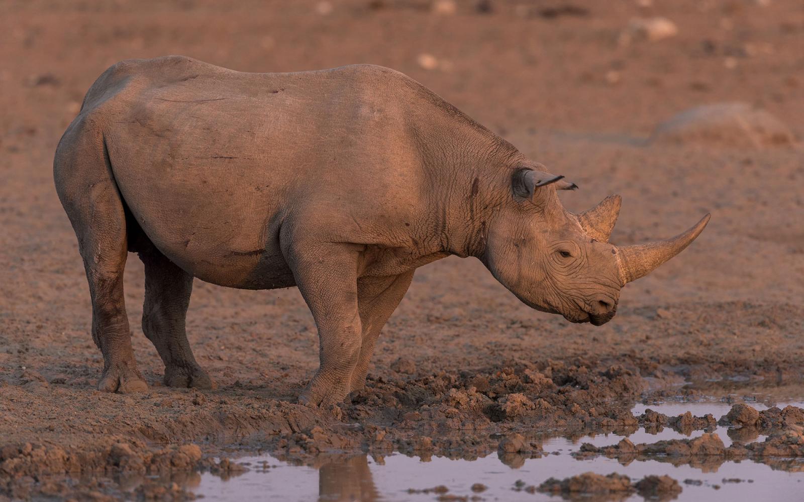 Rhinocéros noir  (Diceros bicornis)