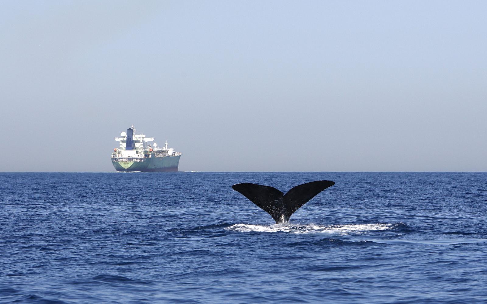 Queue de Cachalot et cargo dans le détroit de Gibraltar