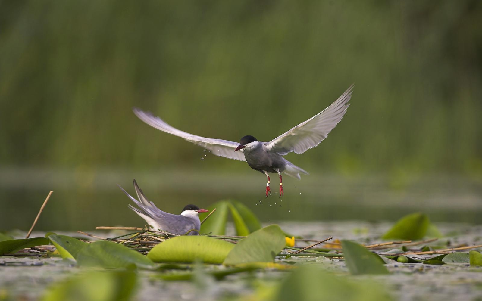 Guifette moustac (Chlidonias hybridadans) la Réserve Nationale de Chérine