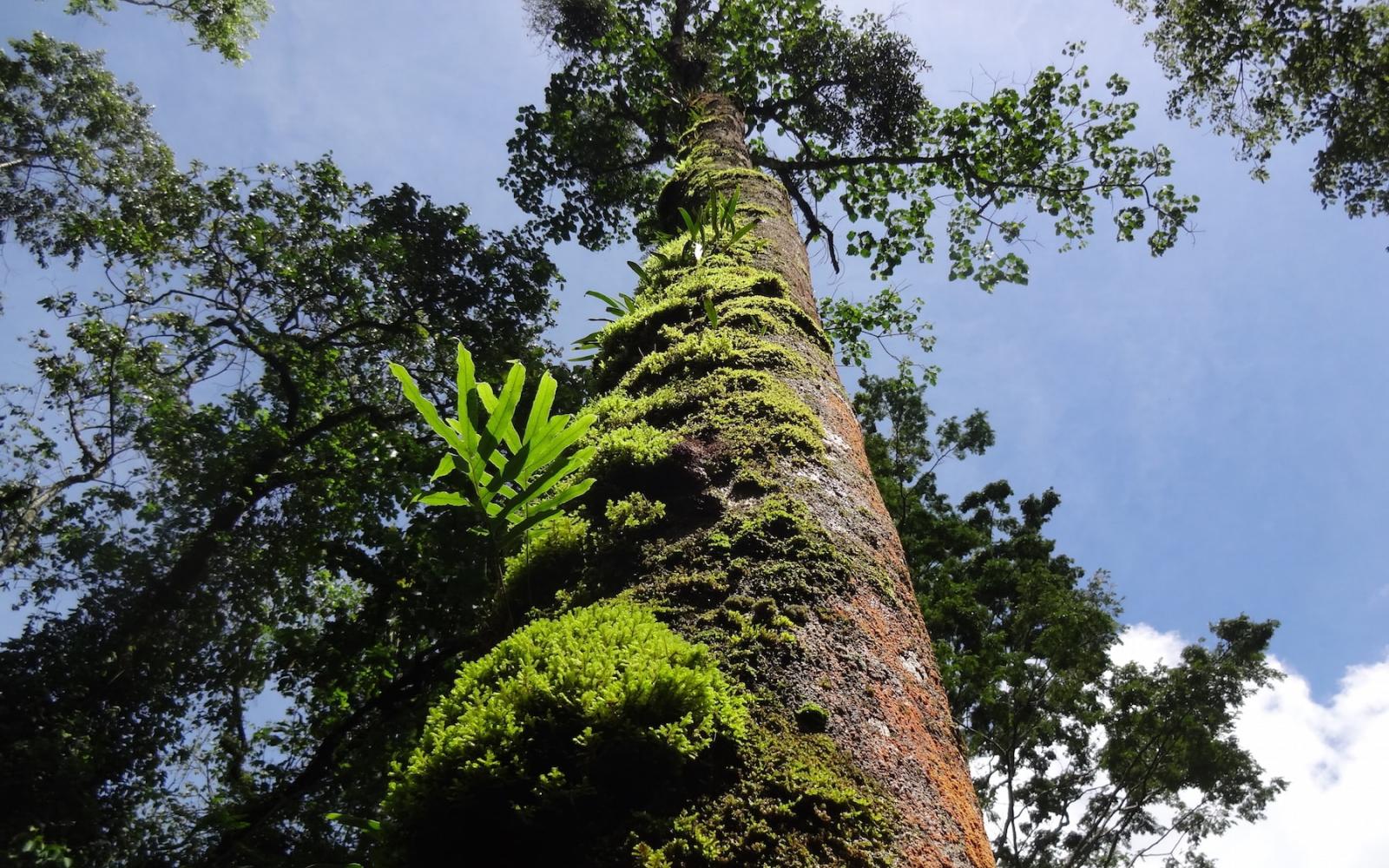 Khaya Grandifiola (Meliaceae) géant dans les montagnes de Rwenzori