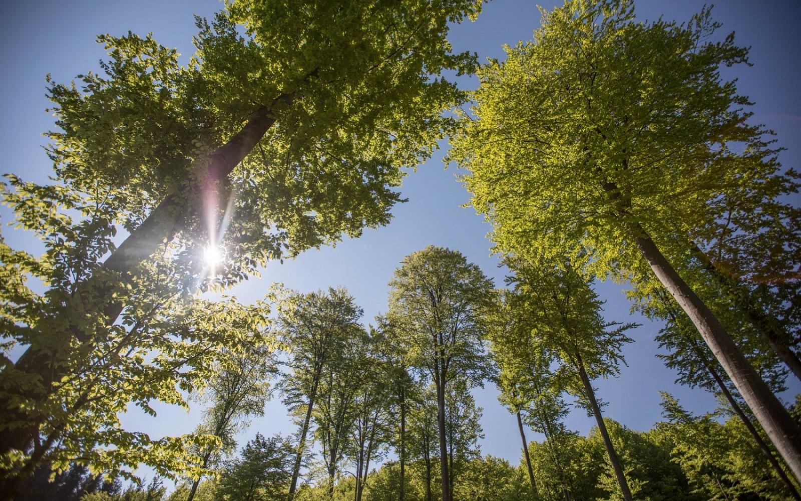 Forêt certifiée FSC