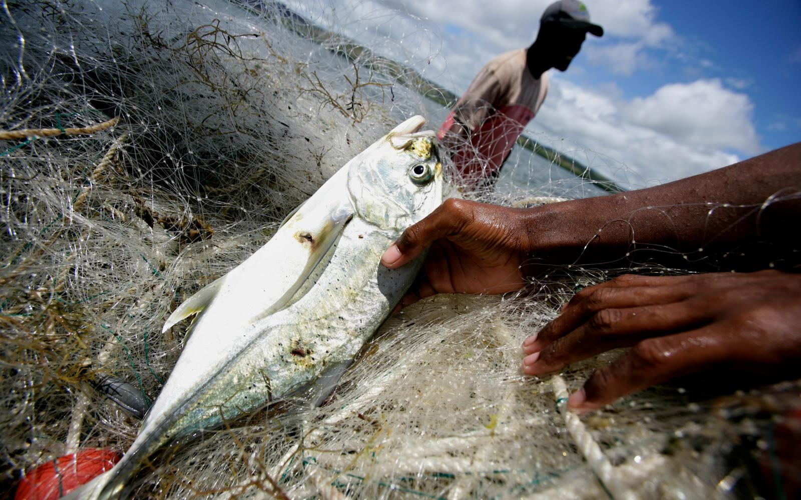 Pêche d'un poisson aux Fidji 