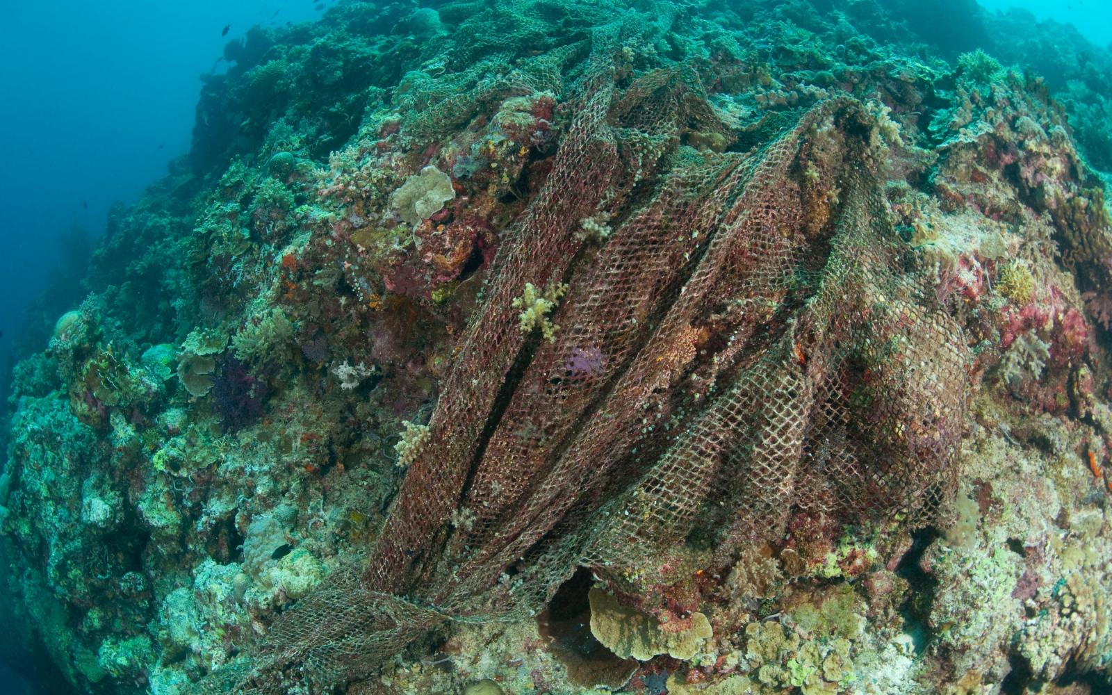 Filet de pêche abandonné sur les fonds de du récif Tubbataha aux Philippines