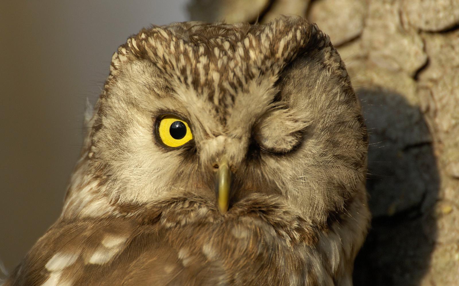 Chouette de Tengmalm (Aegolius funereus), (Suède)