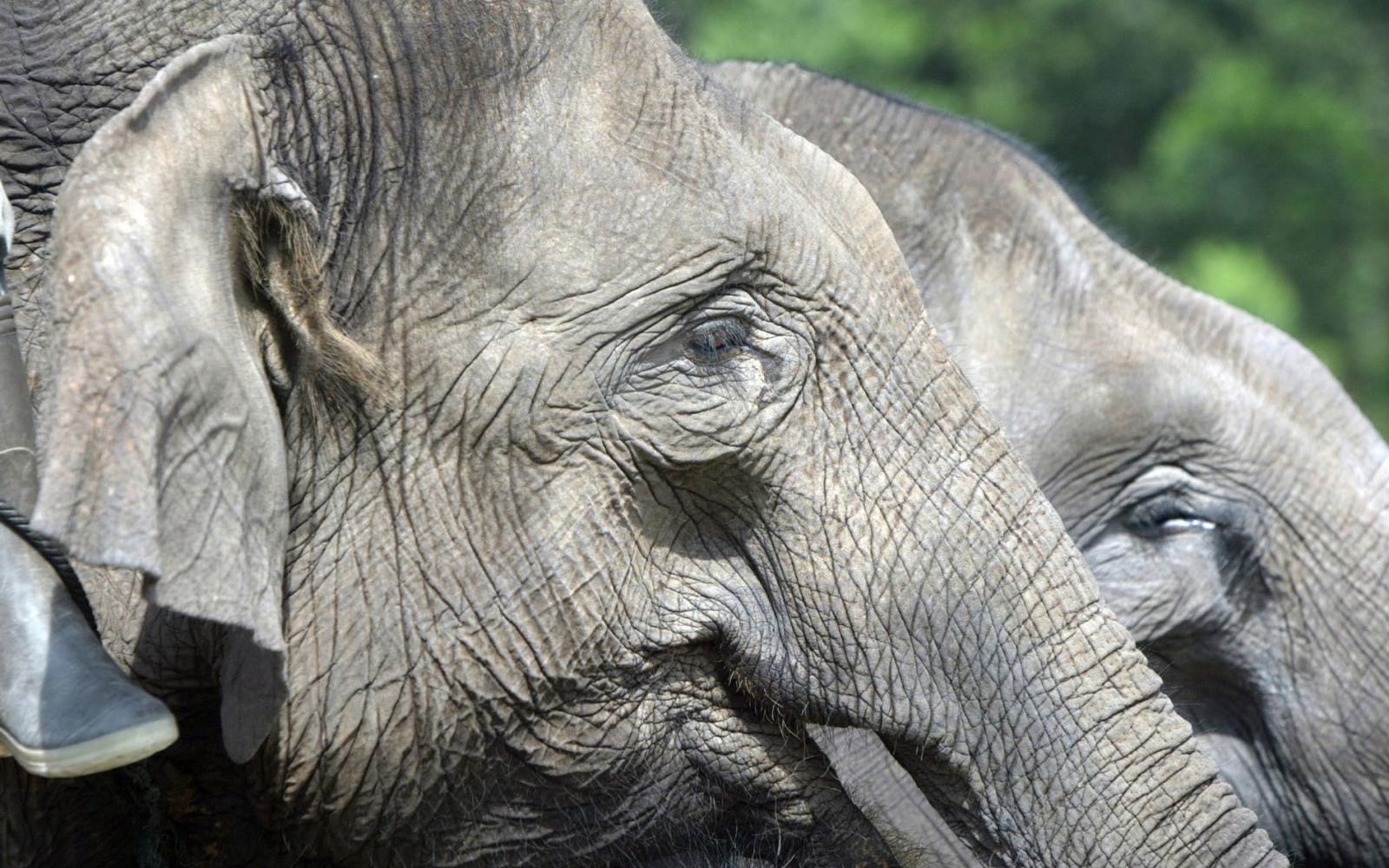 Éléphants domestiqués de la patrouille de surveillance, Parc national de Tesso Nilo, Riau (Indonésie)