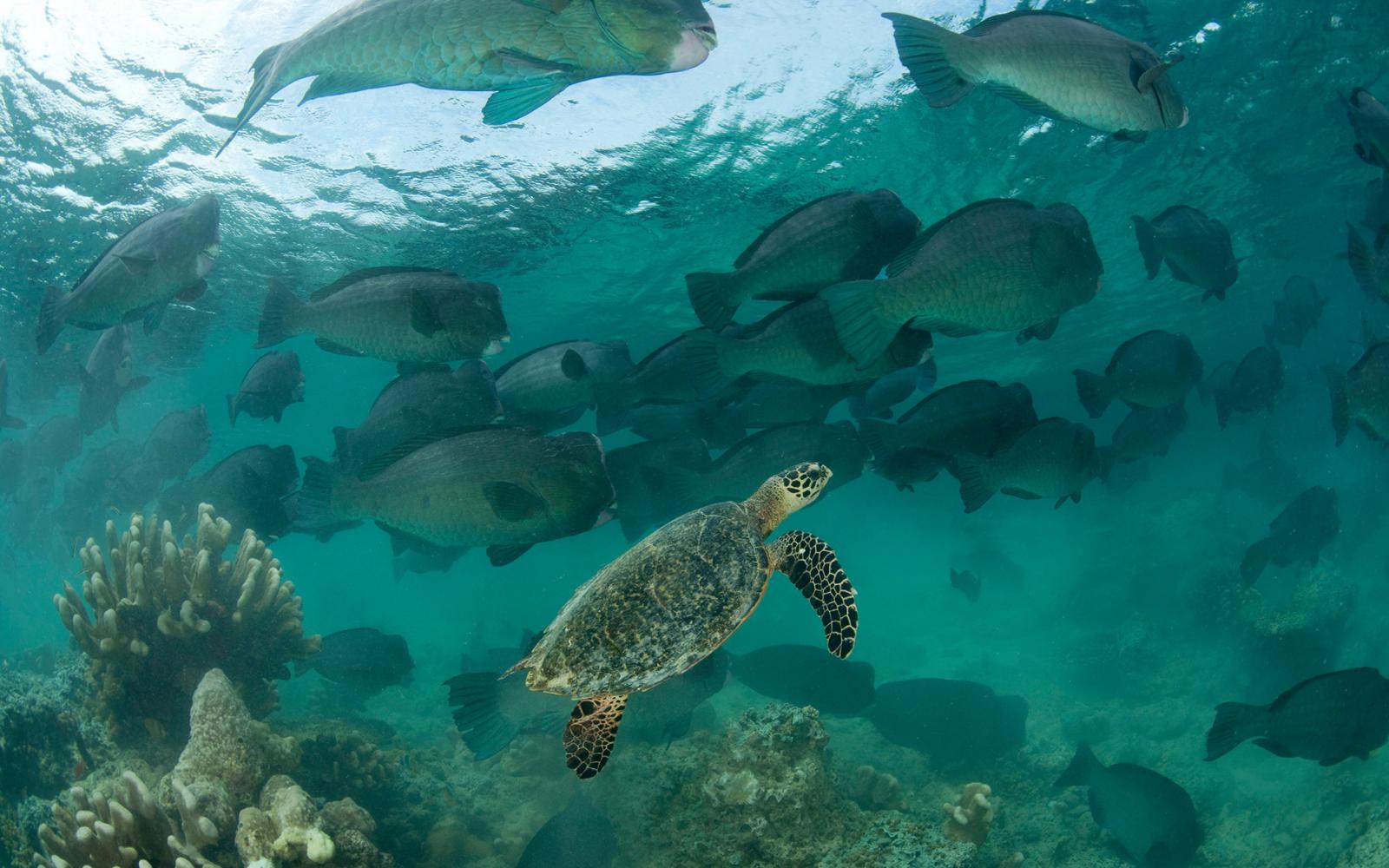 Tortue imbriquée (Eretmochelys imbricata) et poisson-perroquet à bosse (Bolbometopon muricatum), Sipadan (Malaisie)