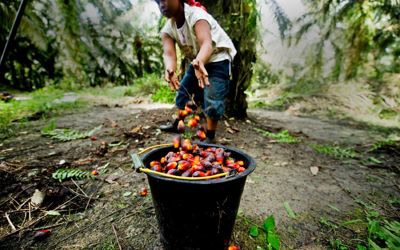 Exploitante malaisienne d'huile de palme (Malaisie)