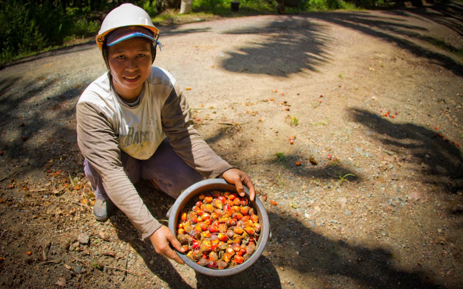 Récolte des fruits du palmier à huile dans une plantation de la région de Sabah (Malaisie)