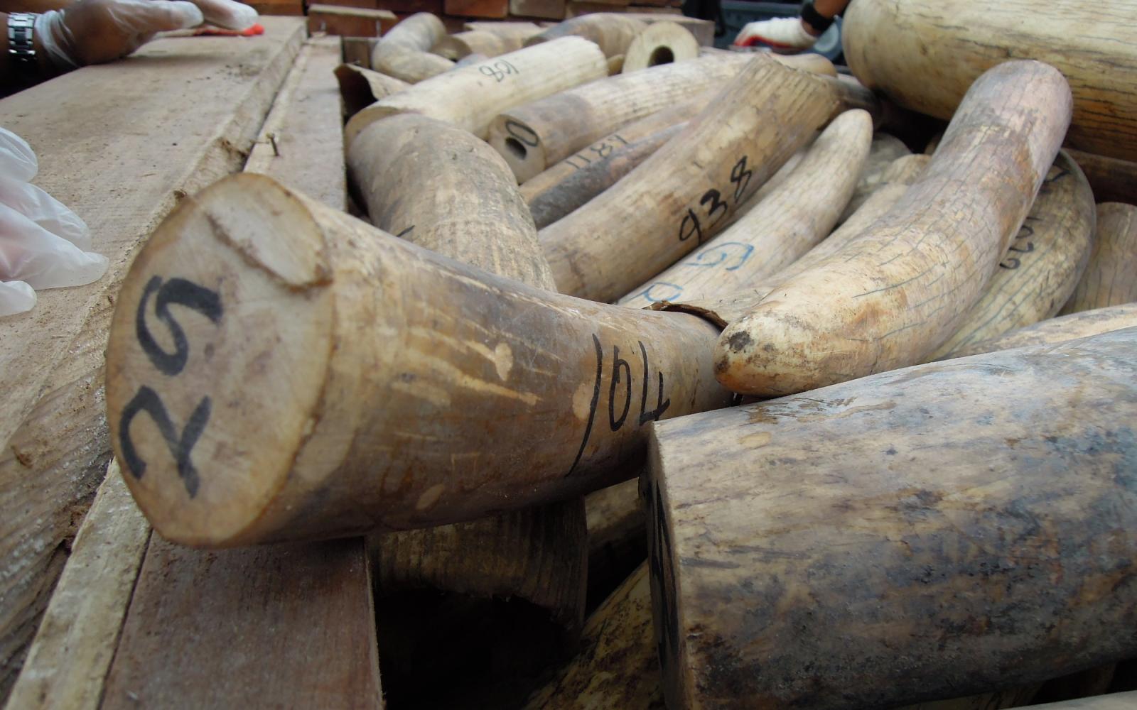 Saisie d'ivoire par des douaniers
