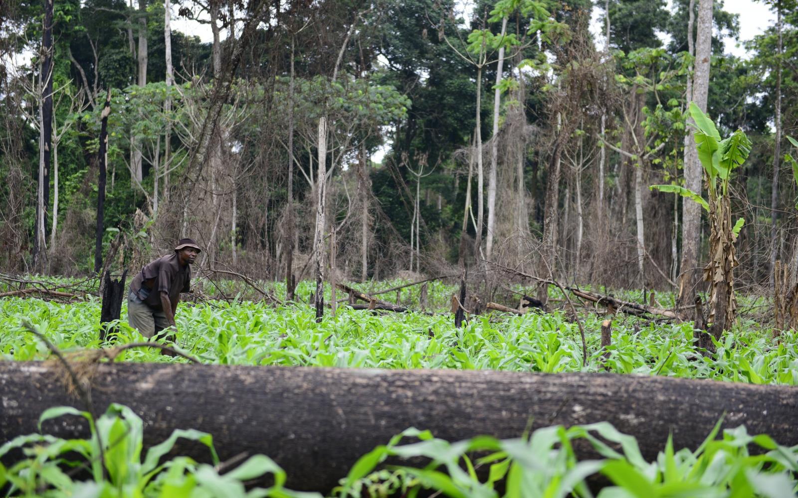 Forêt endommagée dans le Bassin du Congo