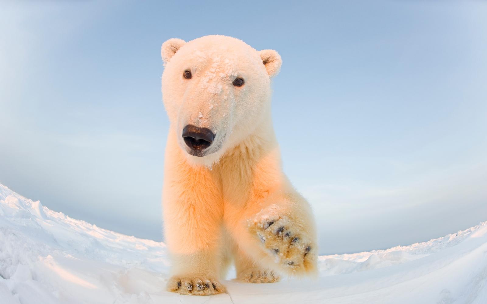 Un ours polaire en Alaska