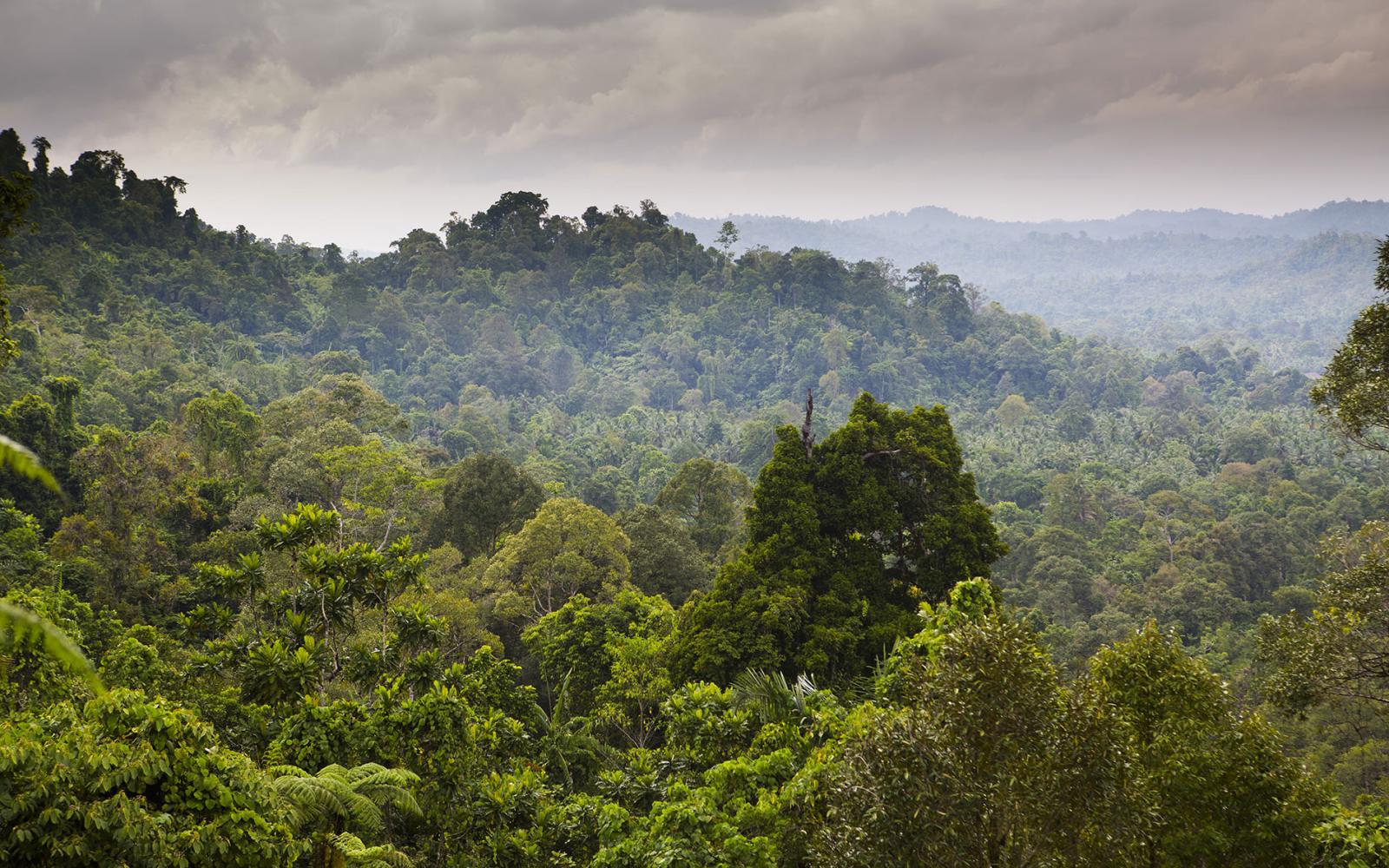 Paysage de la forêt tropicale humide de Pulau Siberut, Sumatra, Indonésie