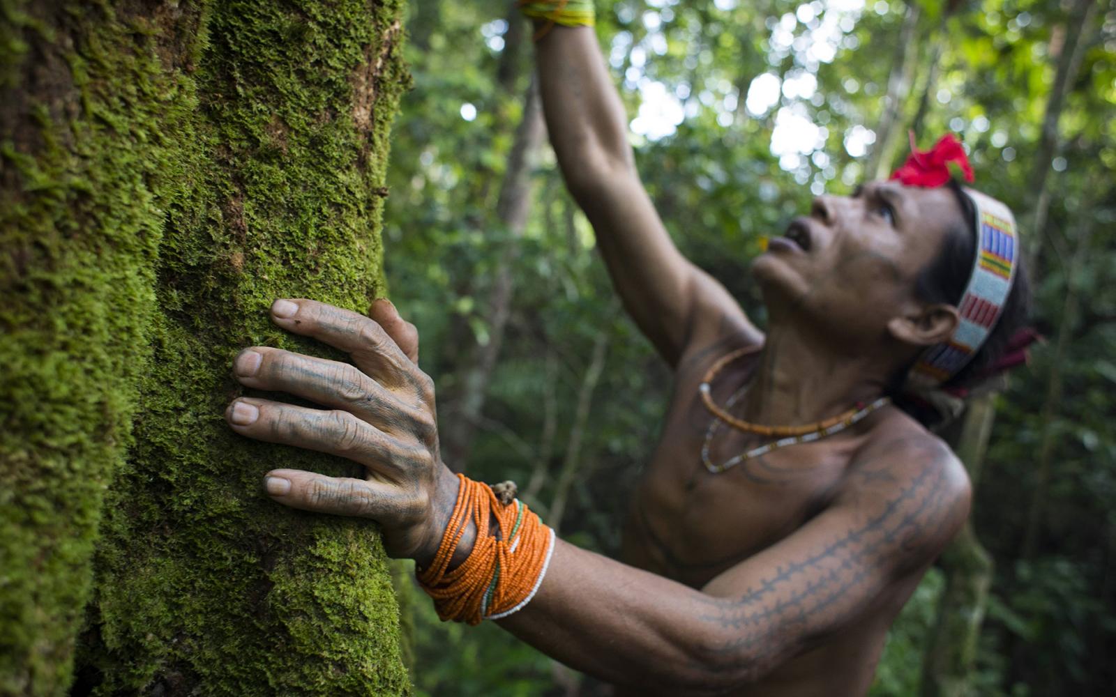 Amantari, 39 ans, chamane, s'excuse auprès d'un arbre de la famille Hopea pour lui annoncer qu'il va avoir besoin de son bois pour construire une maison et qu'il va donc abattre prochainement, Pulau Siberut, Sumatra, Indonésie
