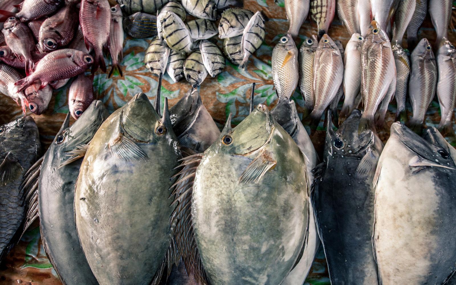 poissons sur un étal de marché à Langgur (Indonésie)