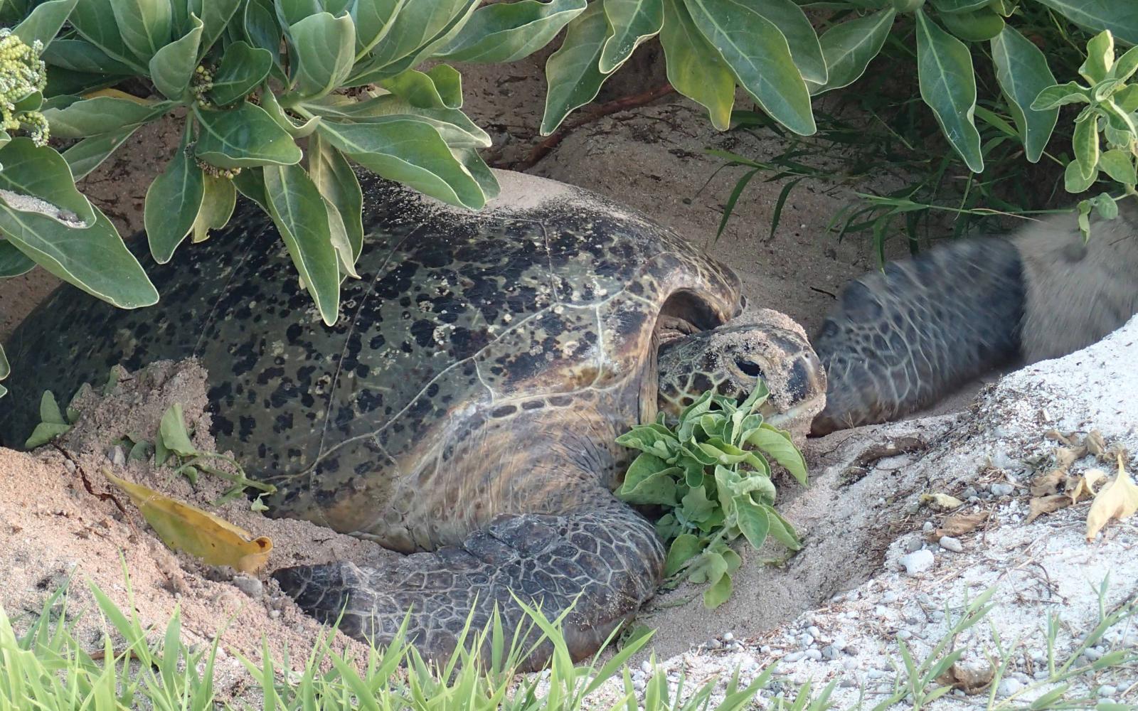 Tortue verte (Chelonia mydas) sur l'archipel des Chesterfield