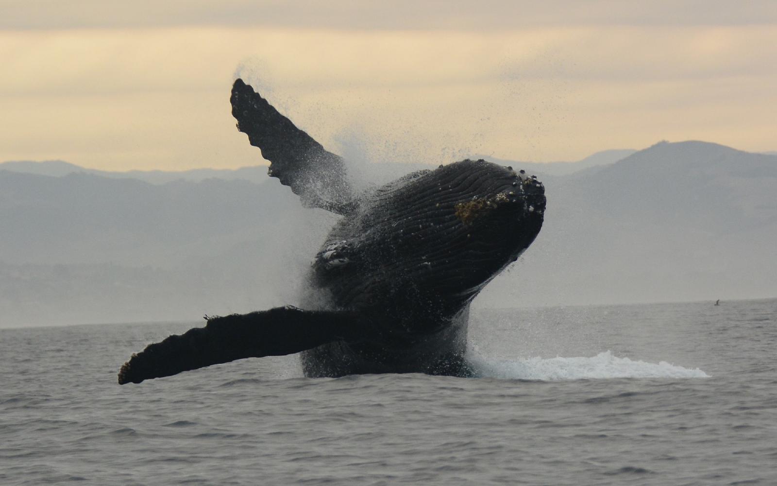 La baleine à bosse ( Megaptera novaeangliae ) est l'espèces la plus géolocalisée grâce à l'application MObI