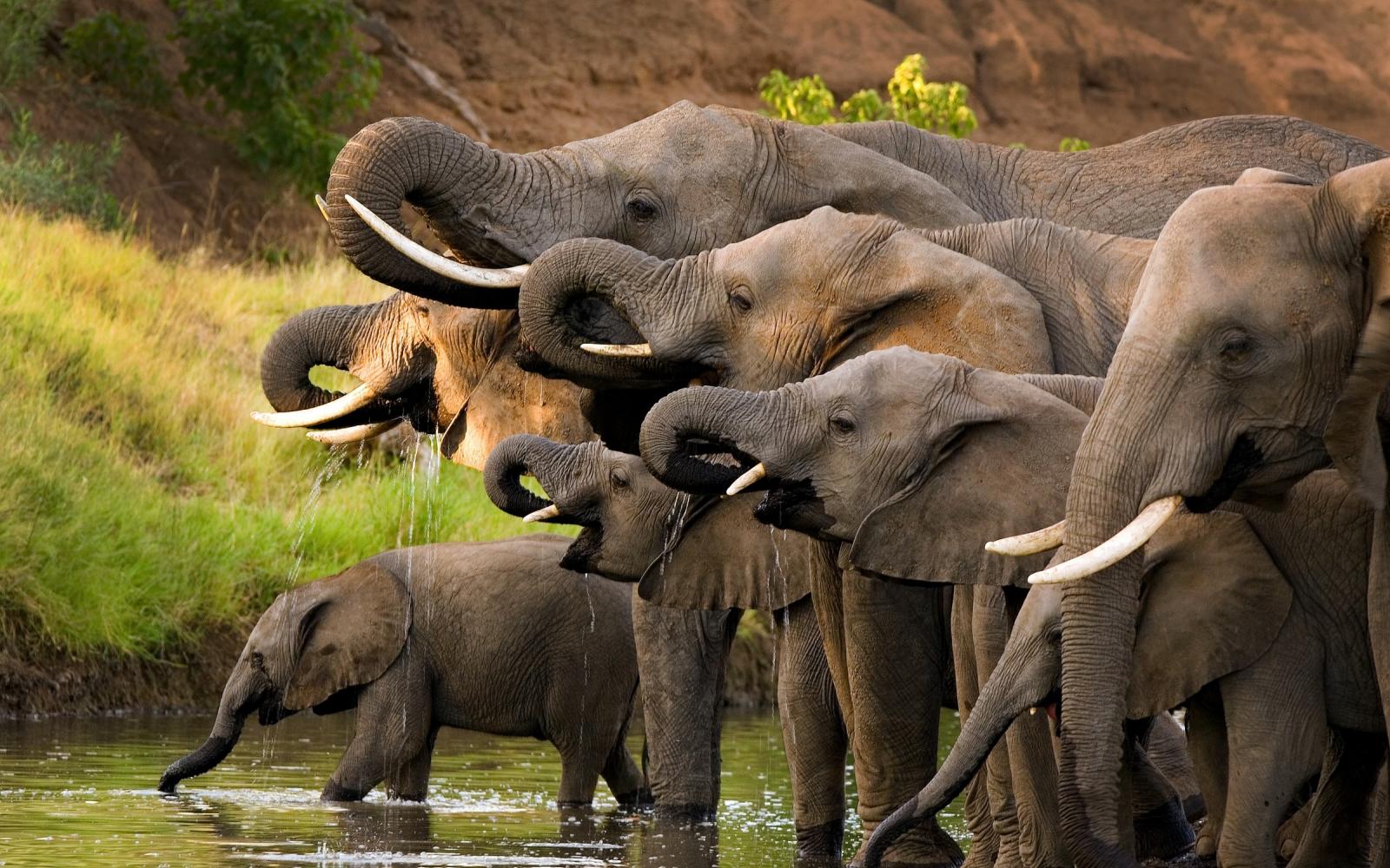 Un groupe d'éléphants d'Afrique s’abreuvent dans la réserve de Selous (Tanzanie)