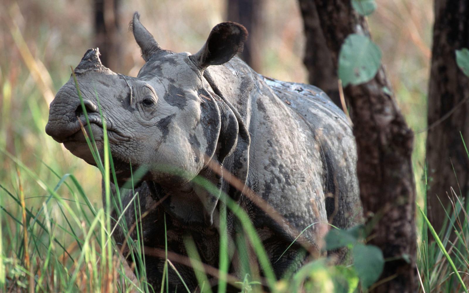 Rhinocéros unicorne au Népal