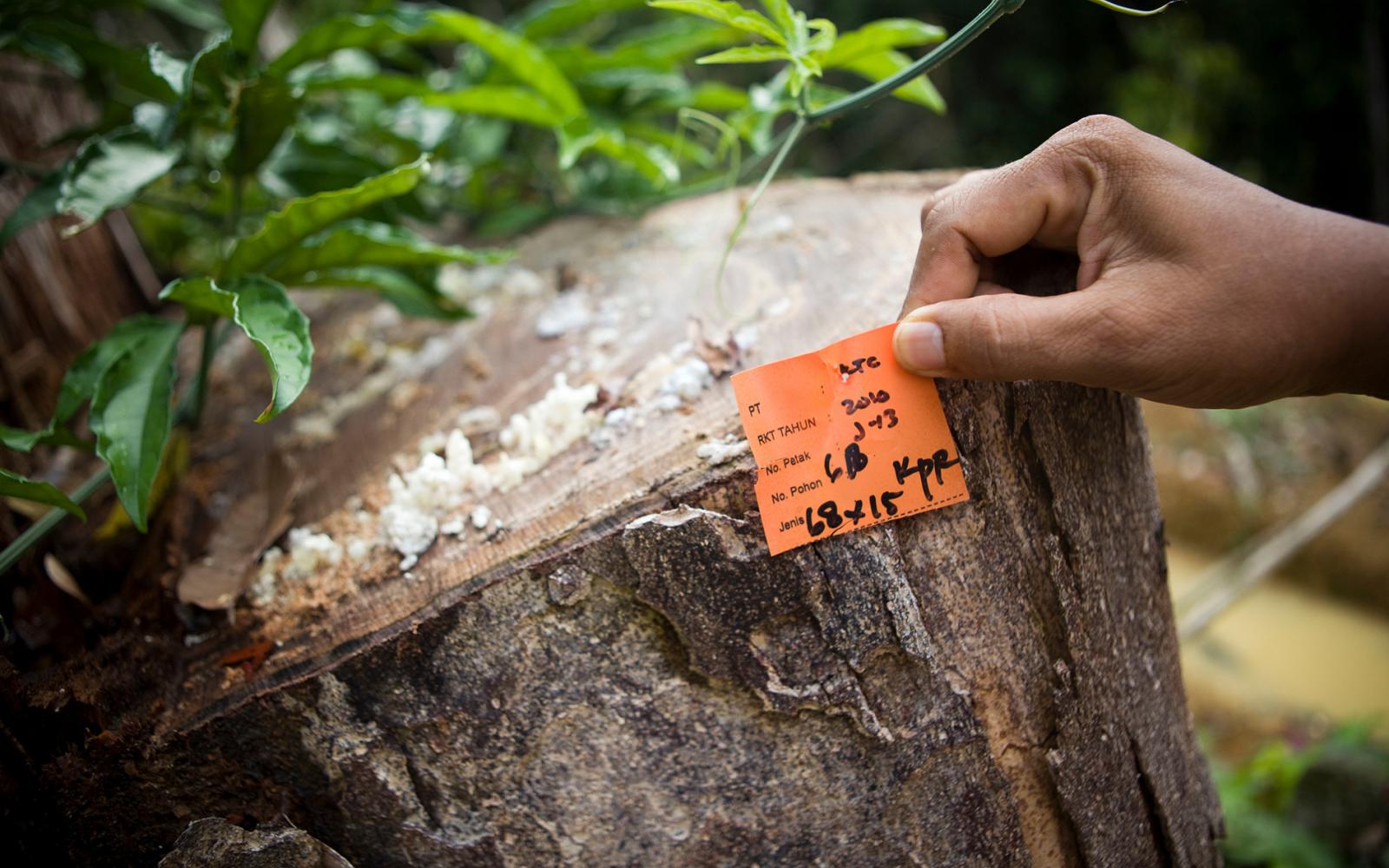 Etiquette montrant la date, l'espèce, diamètre et taille de l'arbre coupé, ainsi que l'entreprise gestionnaire, Kalimantan (Bornéo) oriental