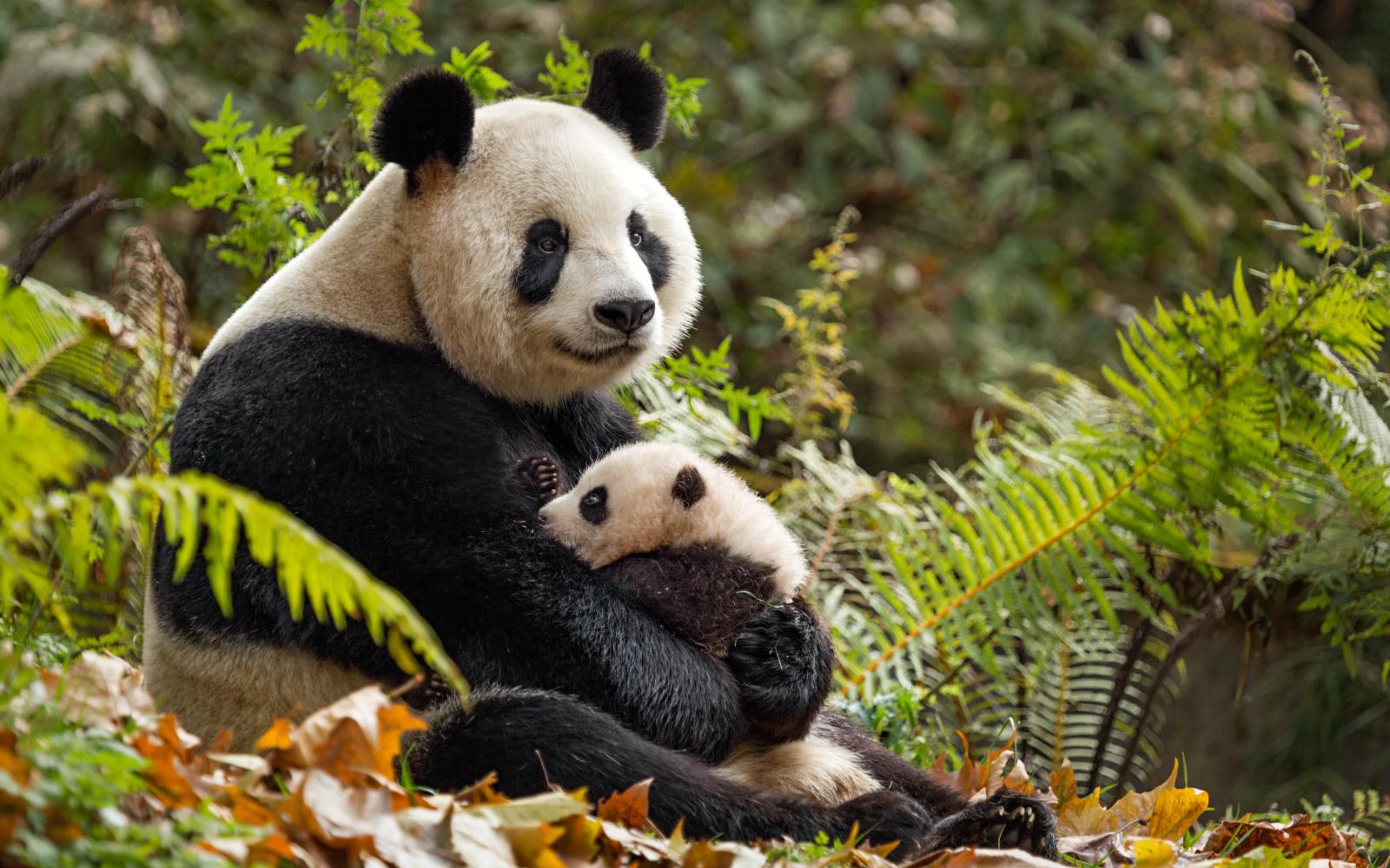 Panda et son petit (Chine)
